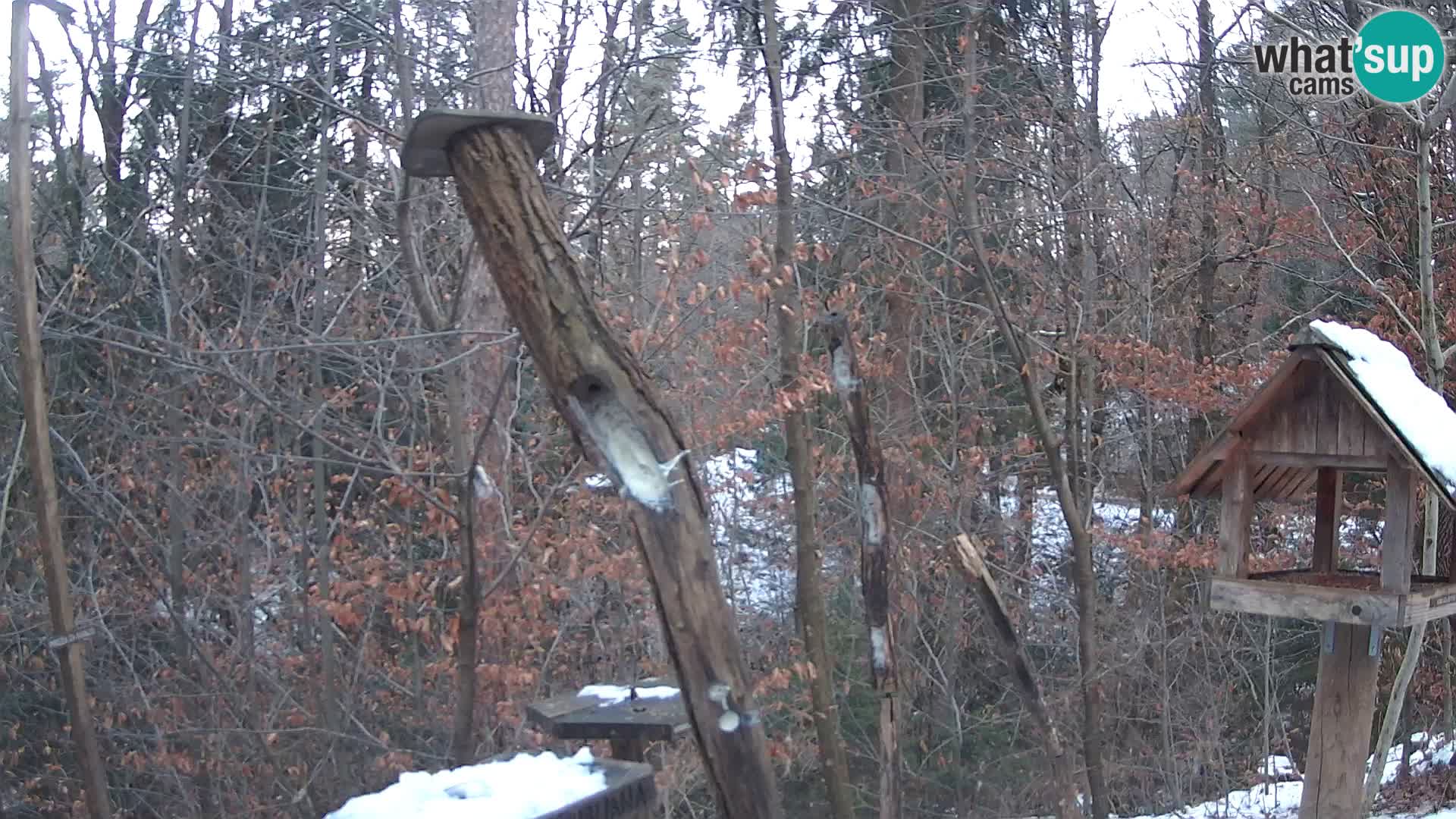 Mangeoires pour oiseaux au ZOO live webcam Ljubljana