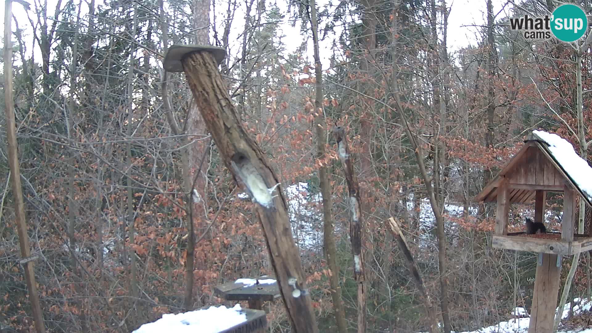 Bird feeders at ZOO Ljubljana webcam