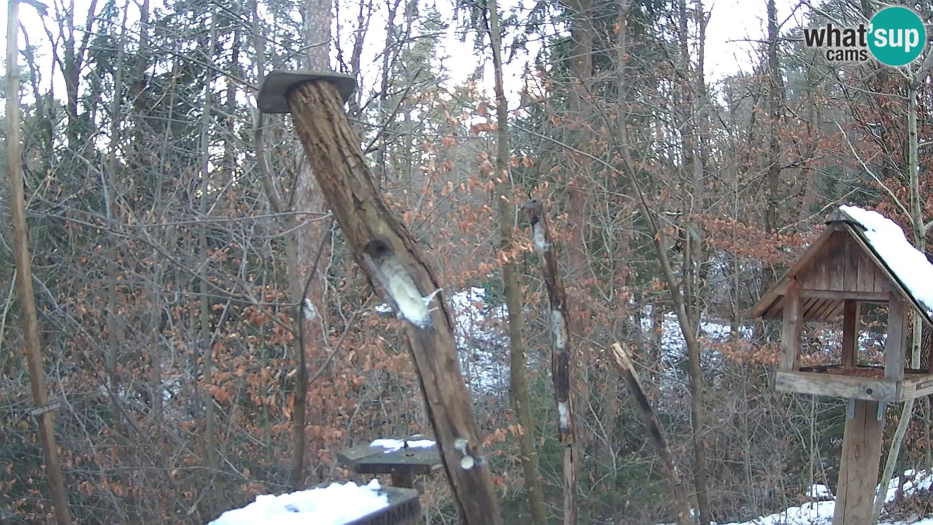 Mangeoires pour oiseaux au ZOO live webcam Ljubljana