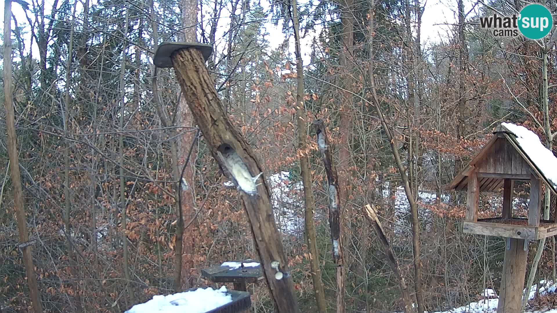 Comederos para pájaros en ZOO Ljubljana camera en vivo