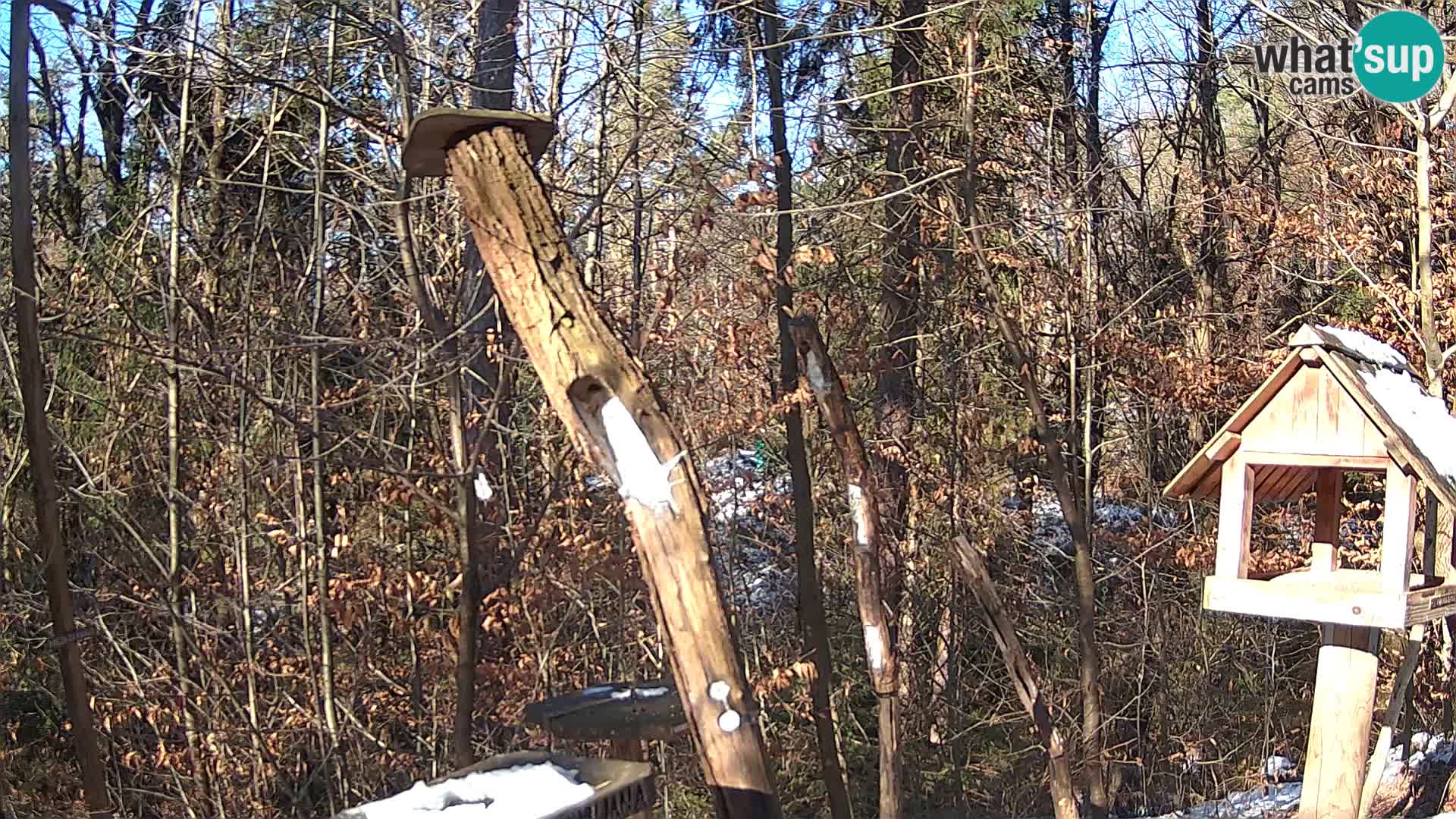 Mangeoires pour oiseaux au ZOO live webcam Ljubljana