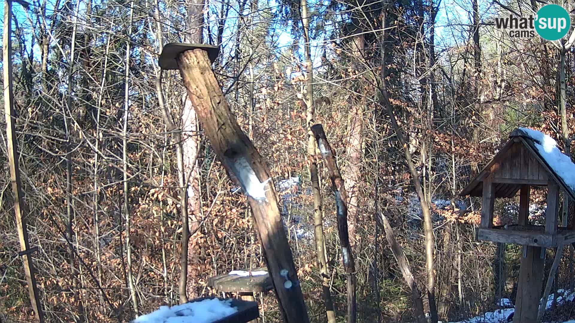 Mangeoires pour oiseaux au ZOO live webcam Ljubljana