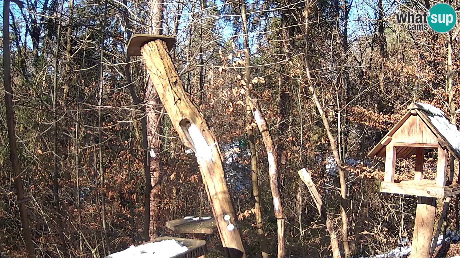 Mangeoires pour oiseaux au ZOO live webcam Ljubljana