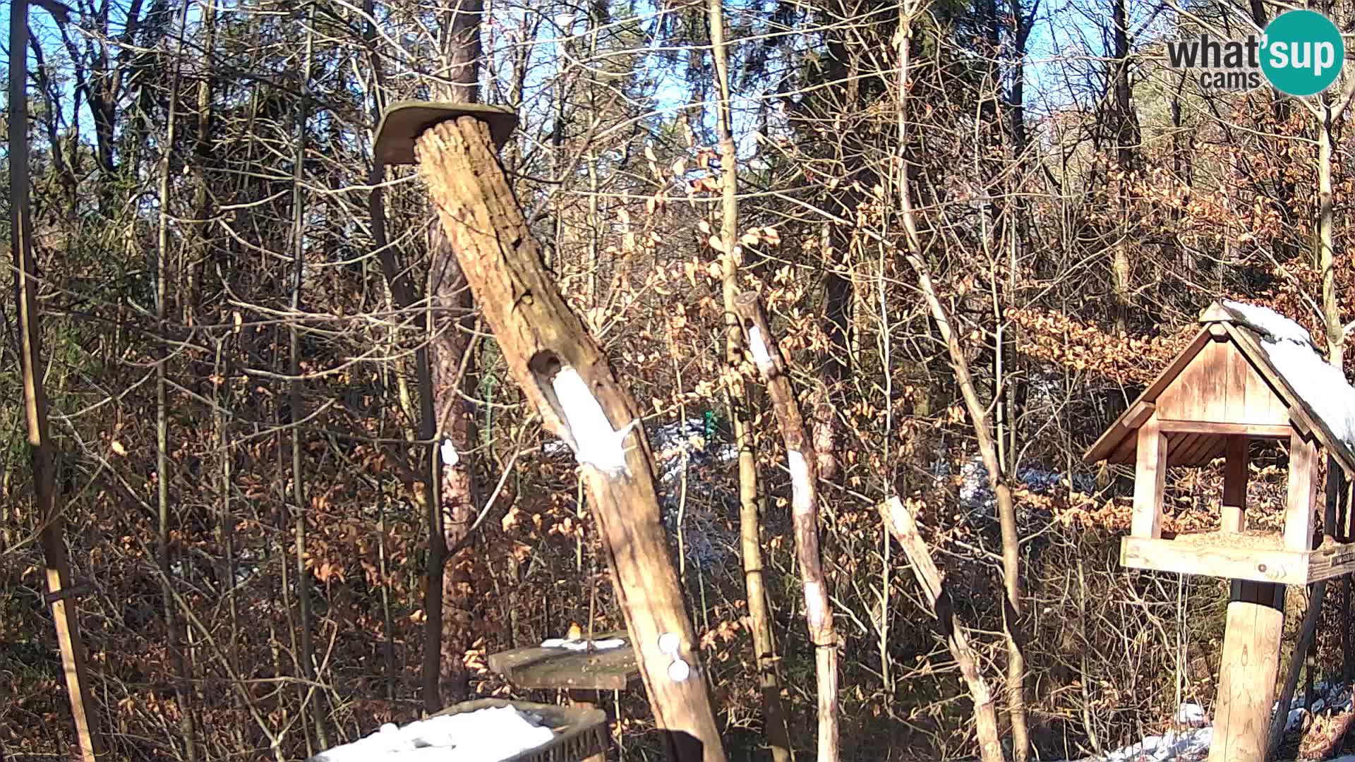 Mangeoires pour oiseaux au ZOO live webcam Ljubljana