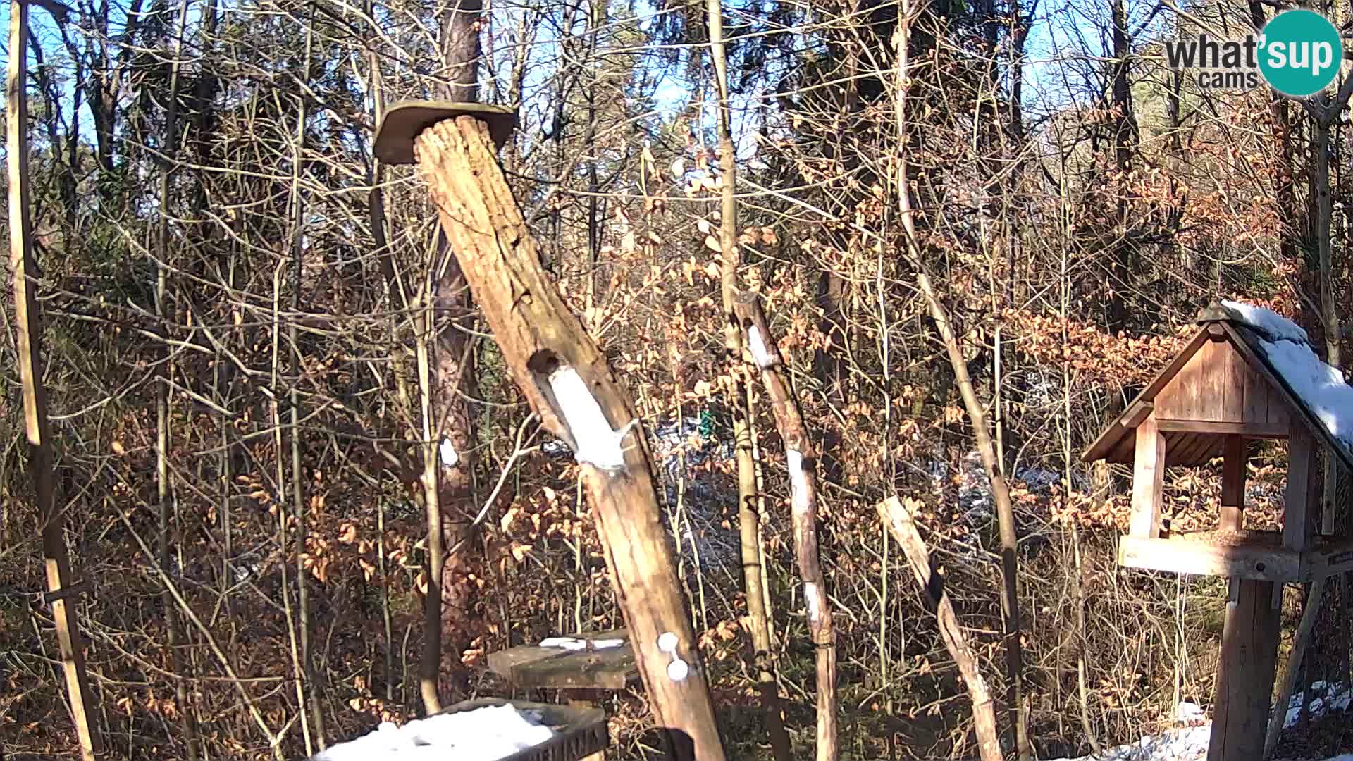 Comederos para pájaros en ZOO Ljubljana camera en vivo