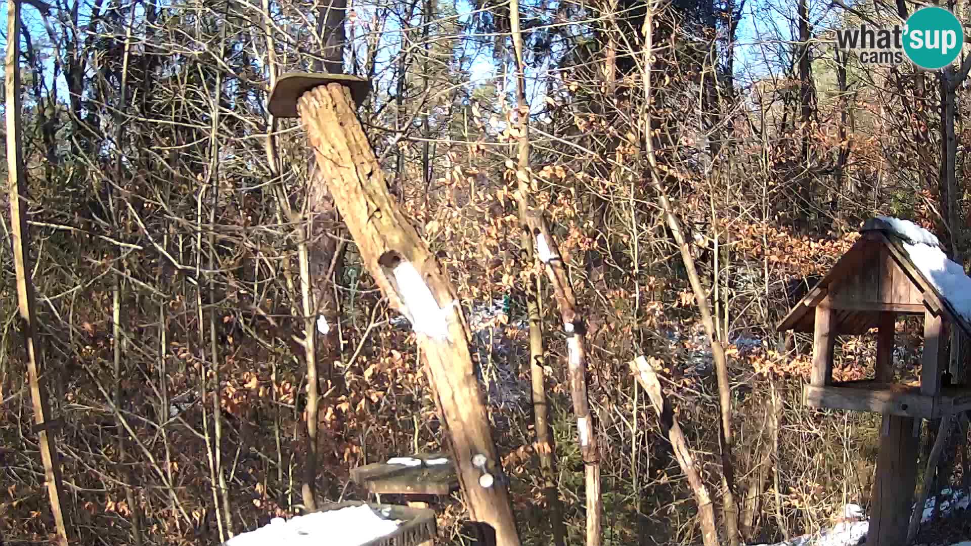 Bird feeders at ZOO Ljubljana webcam