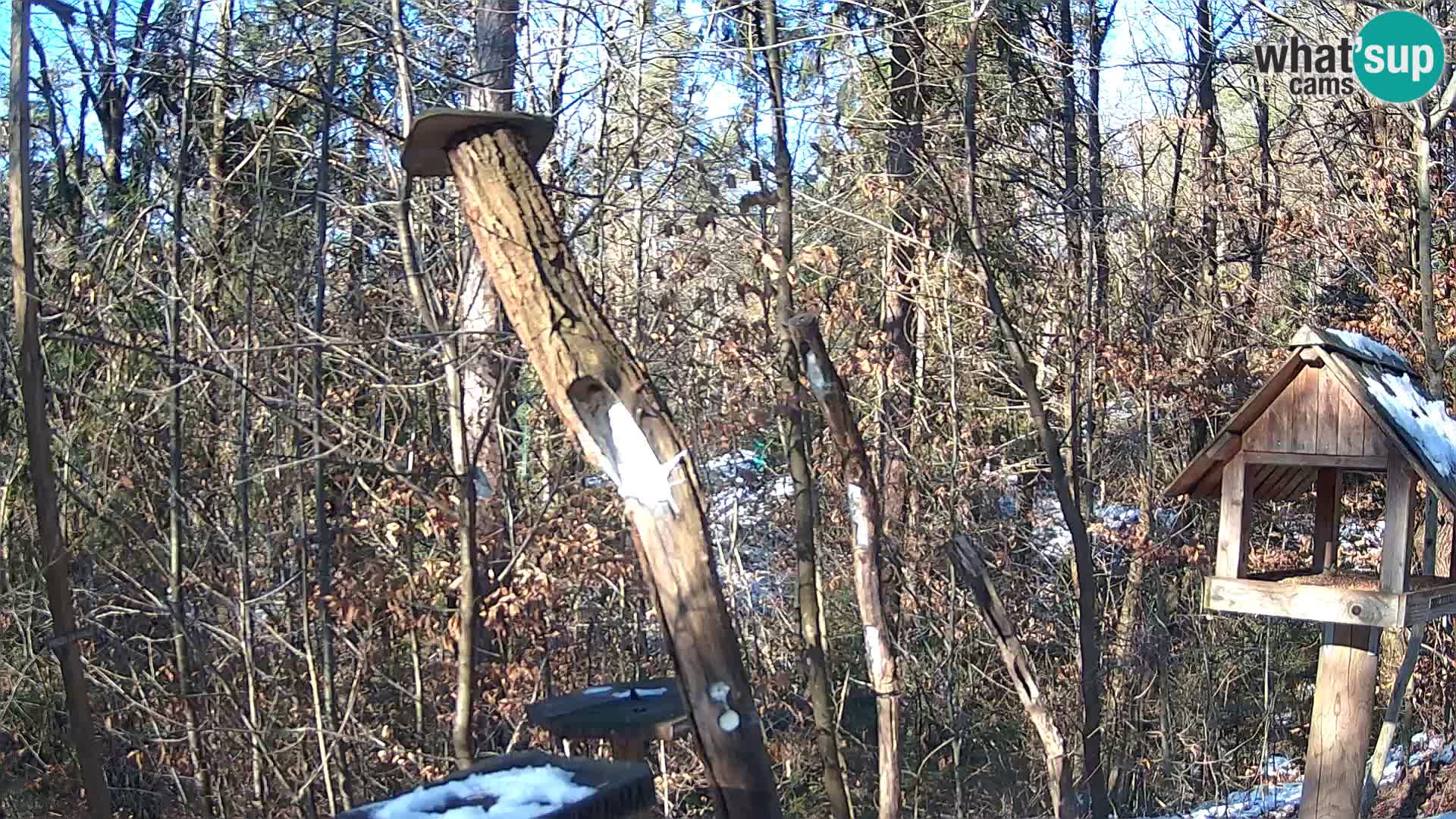 Vogelfutterhäuschen im ZOO webcam Ljubljana