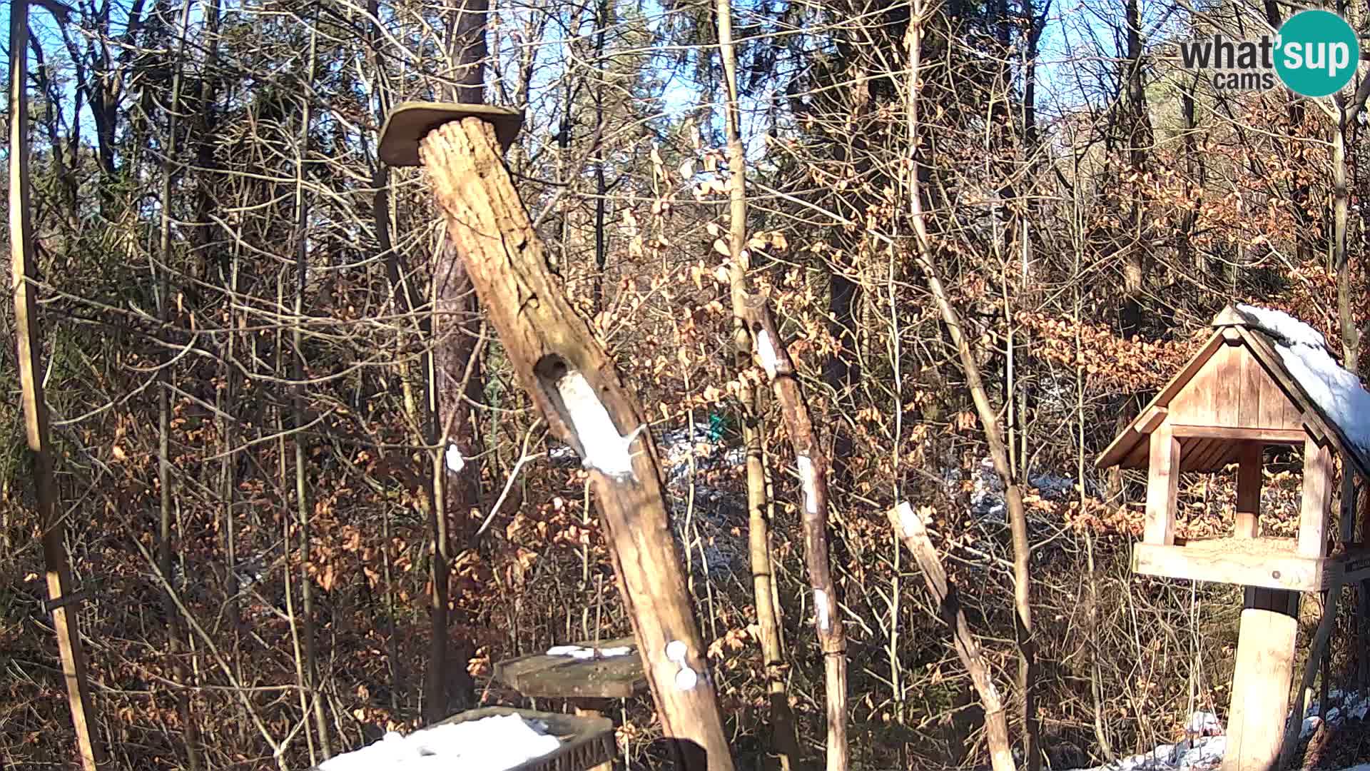 Bird feeders at ZOO Ljubljana webcam