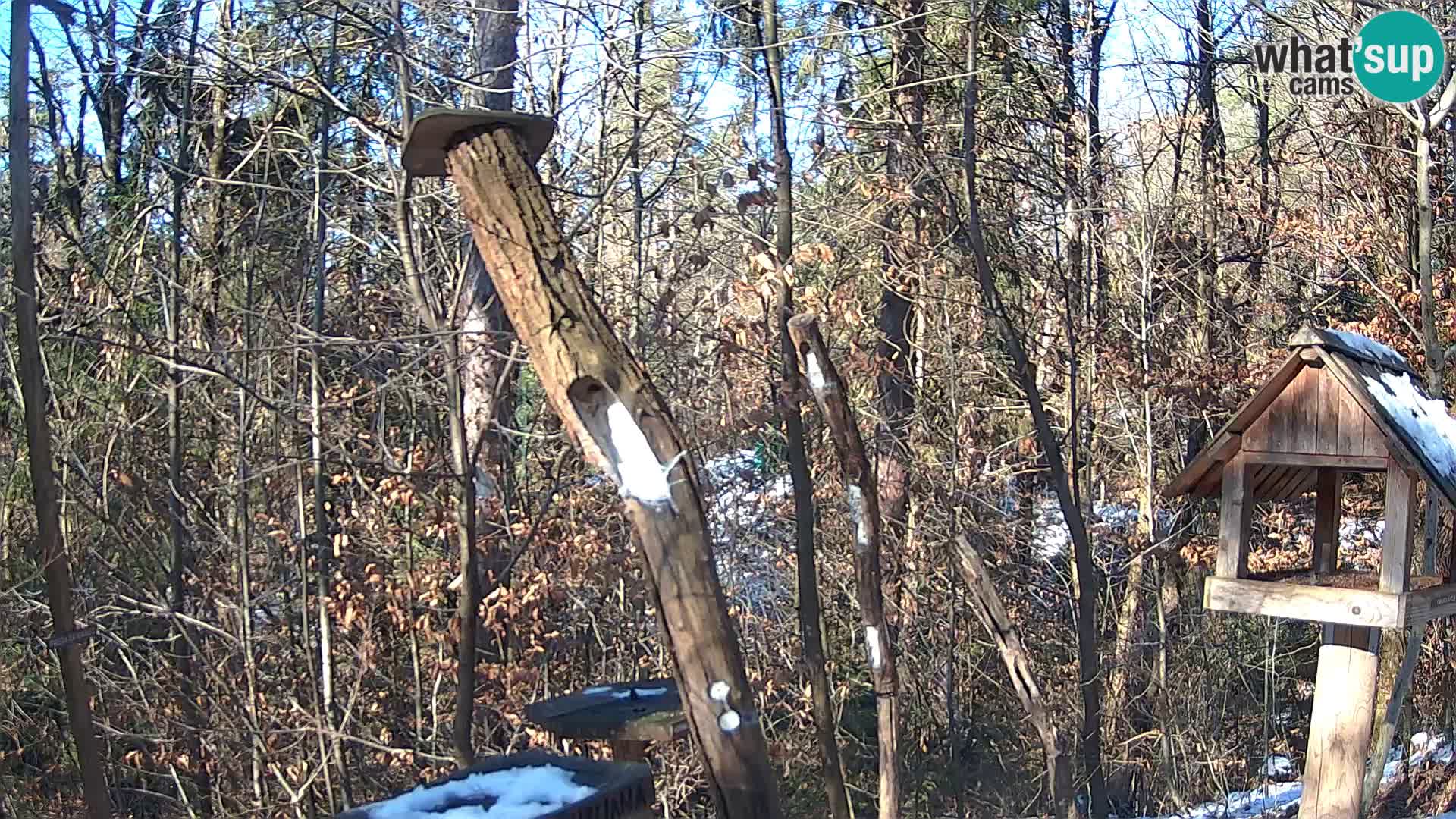 Vogelfutterhäuschen im ZOO webcam Ljubljana