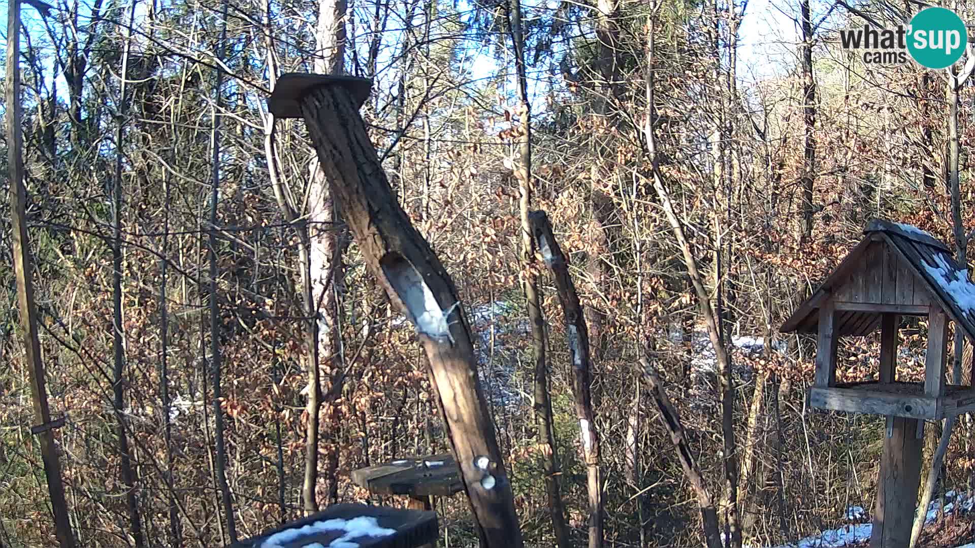 Vogelfutterhäuschen im ZOO webcam Ljubljana