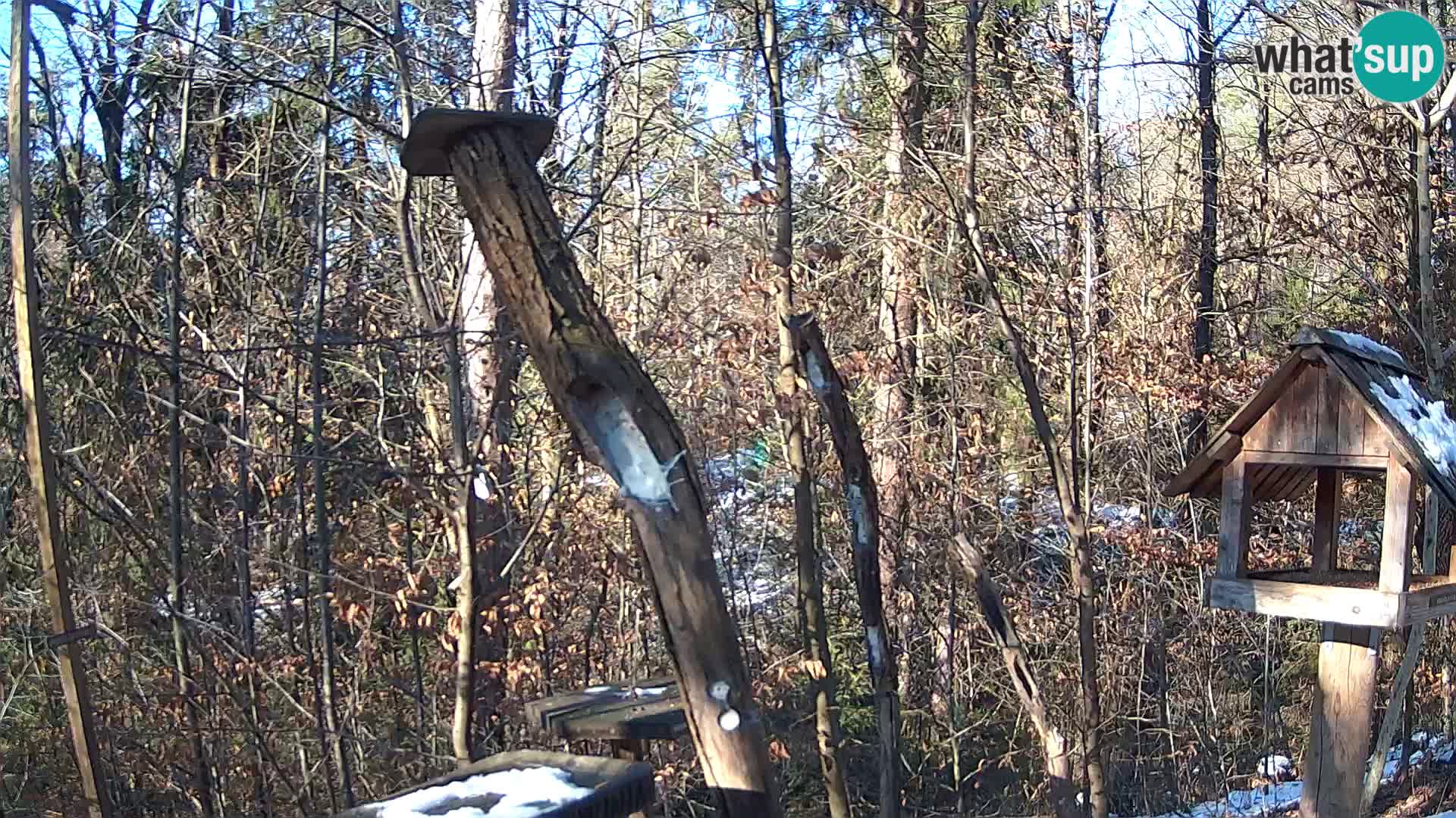 Bird feeders at ZOO Ljubljana webcam