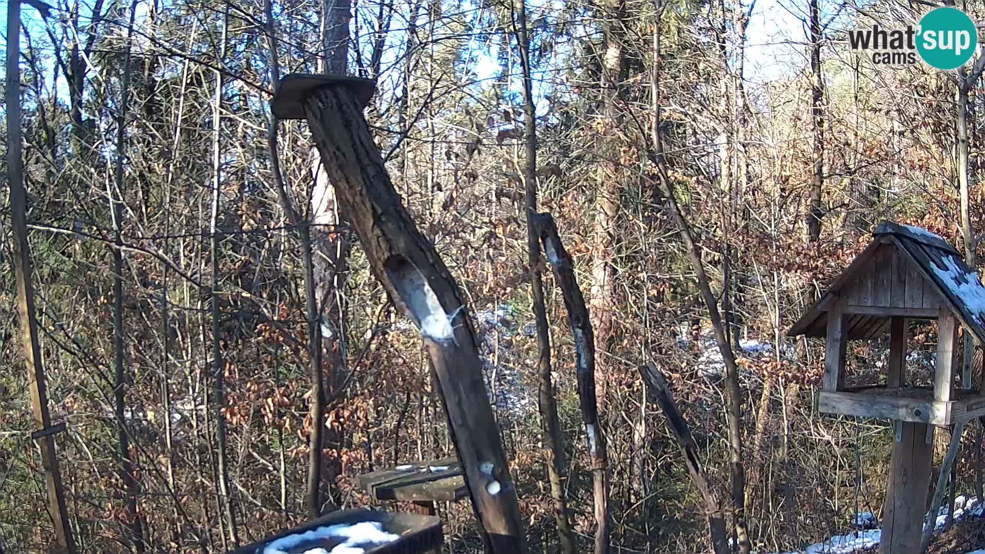 Bird feeders at ZOO Ljubljana webcam