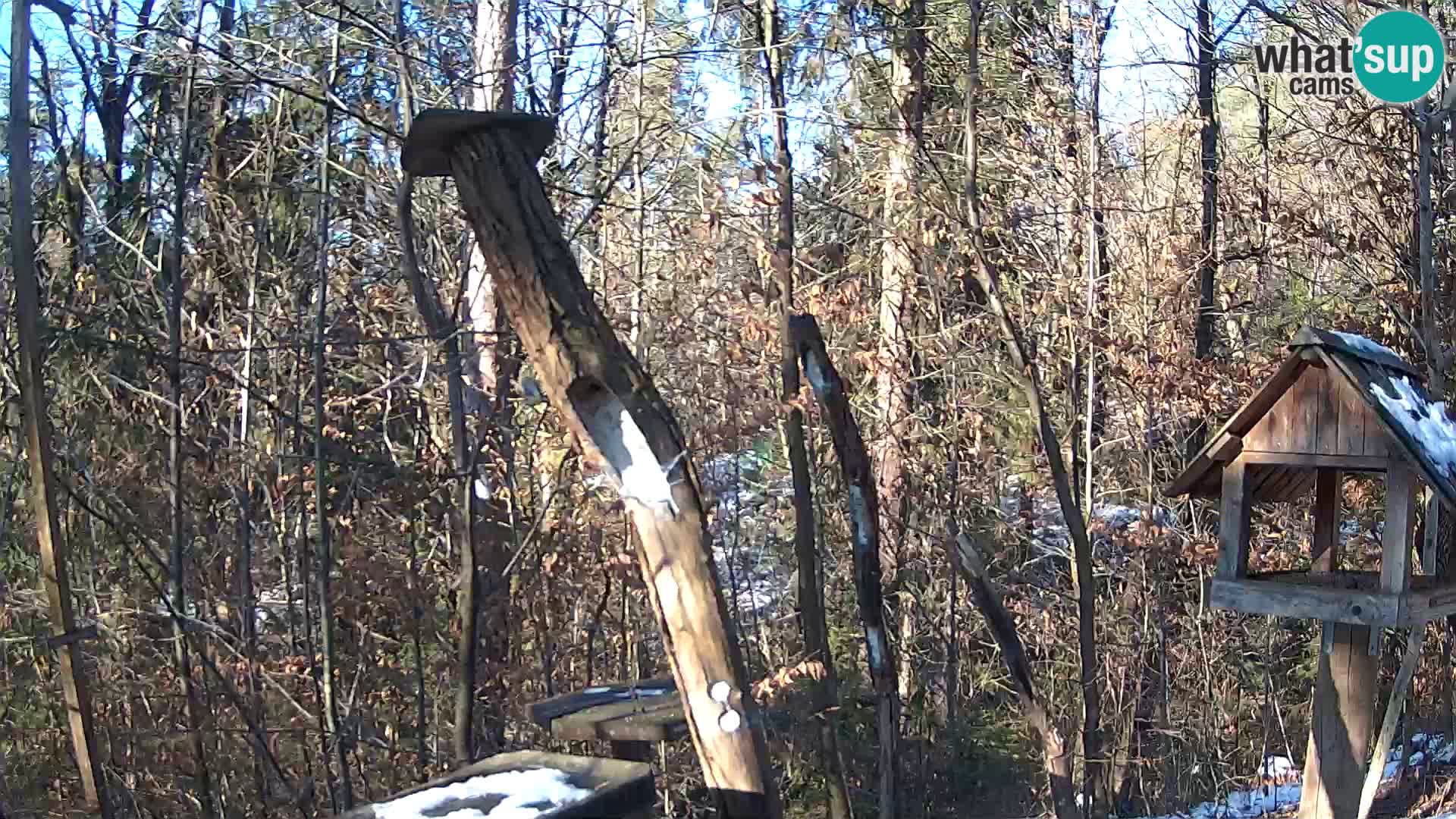 Krmilnice za ptiče v ZOO Ljubljana spletna kamera