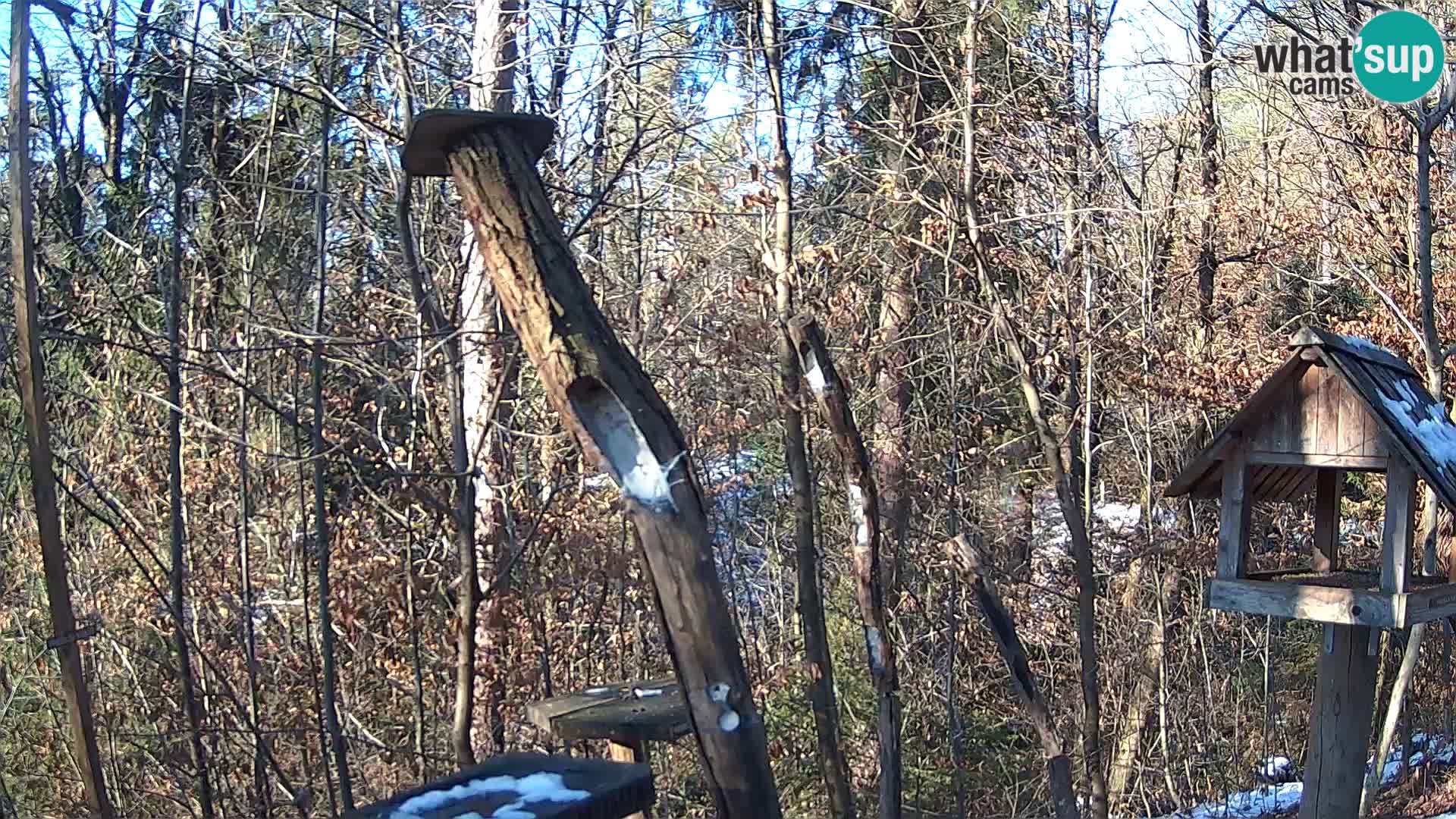 Bird feeders at ZOO Ljubljana webcam