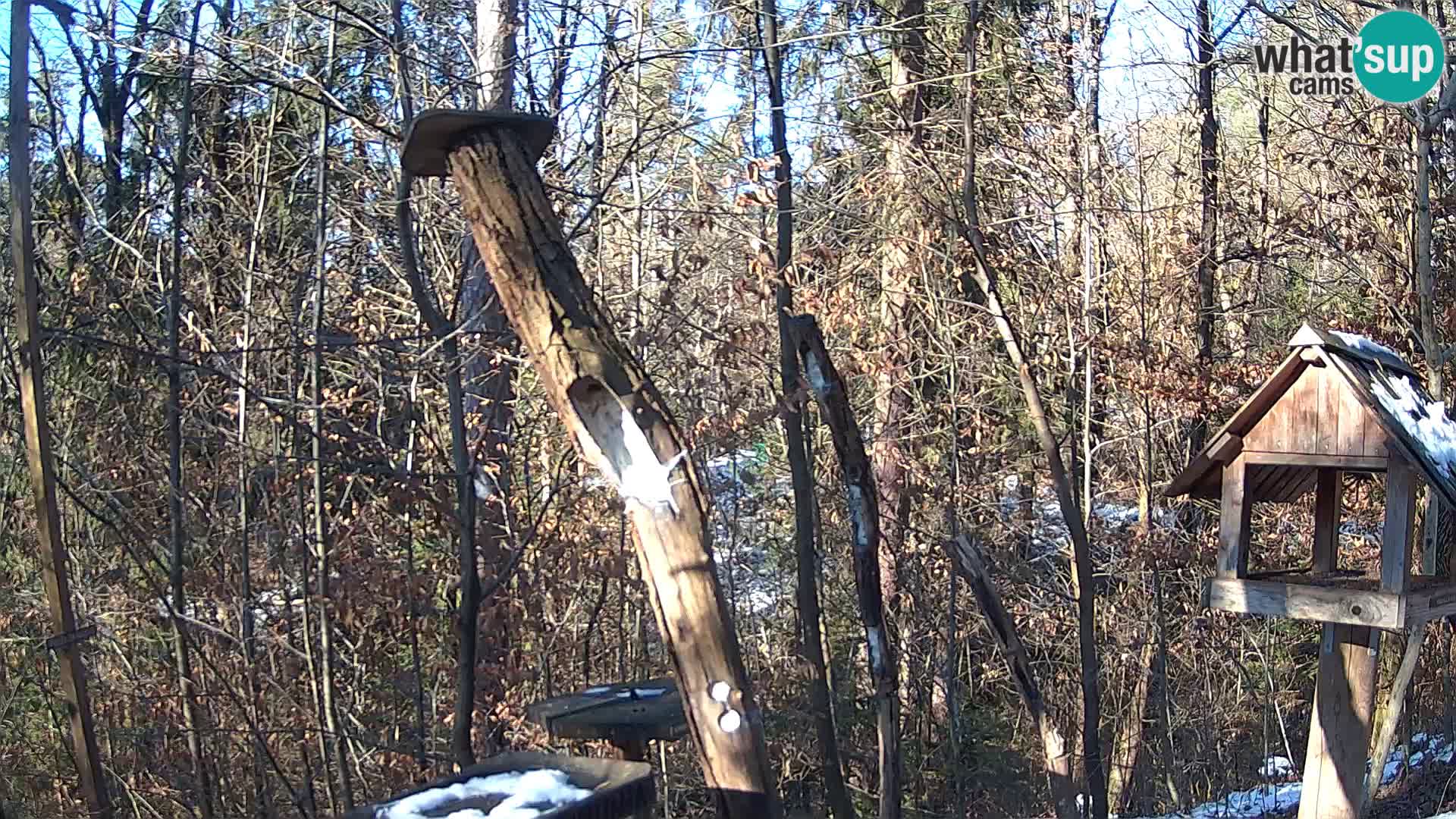 Bird feeders at ZOO Ljubljana webcam