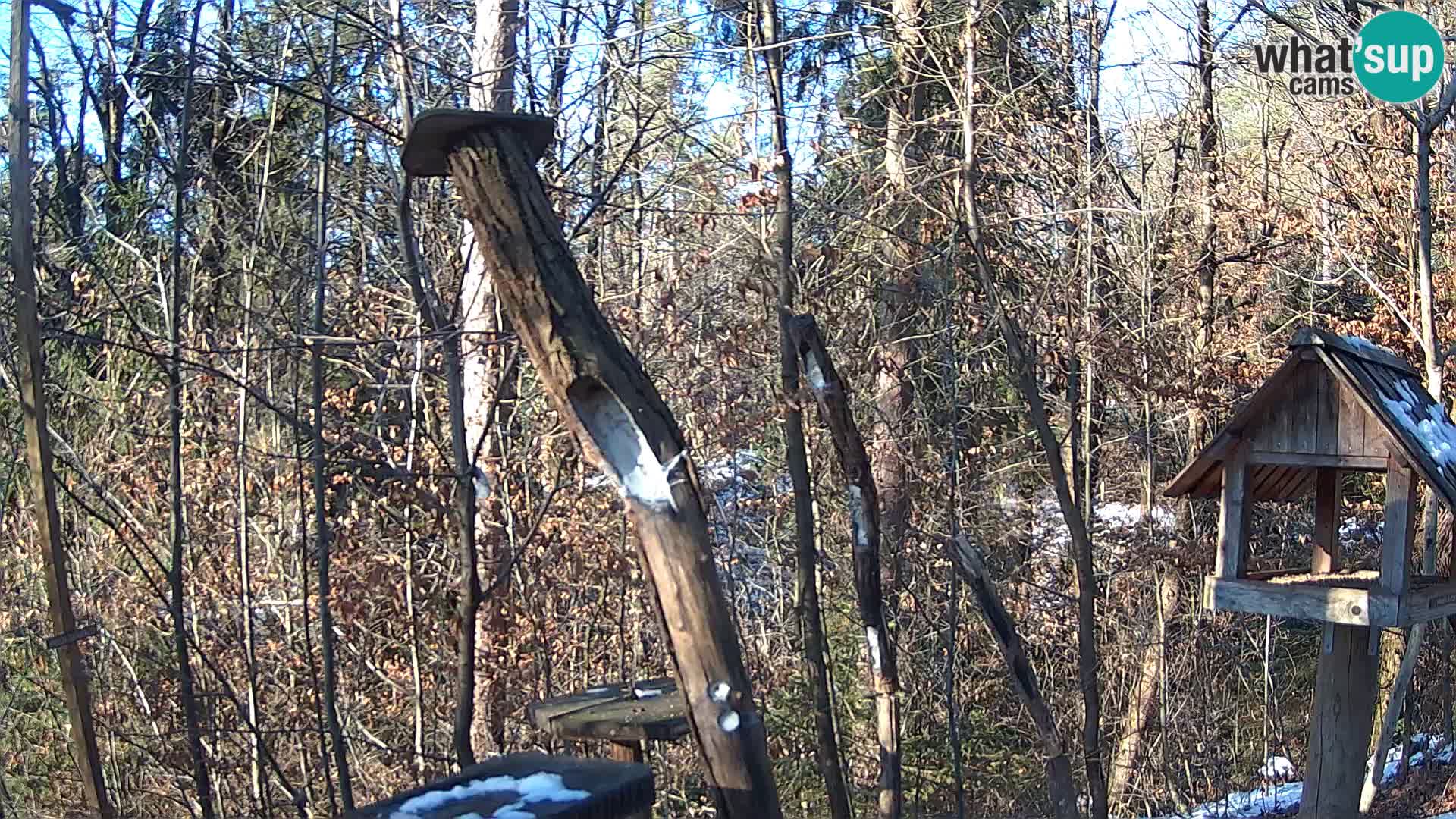 Bird feeders at ZOO Ljubljana webcam