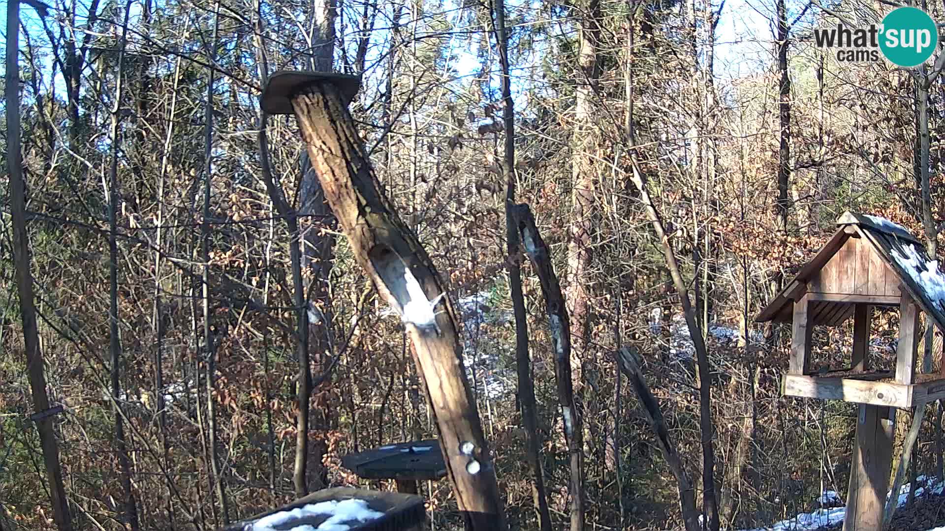 Bird feeders at ZOO Ljubljana webcam