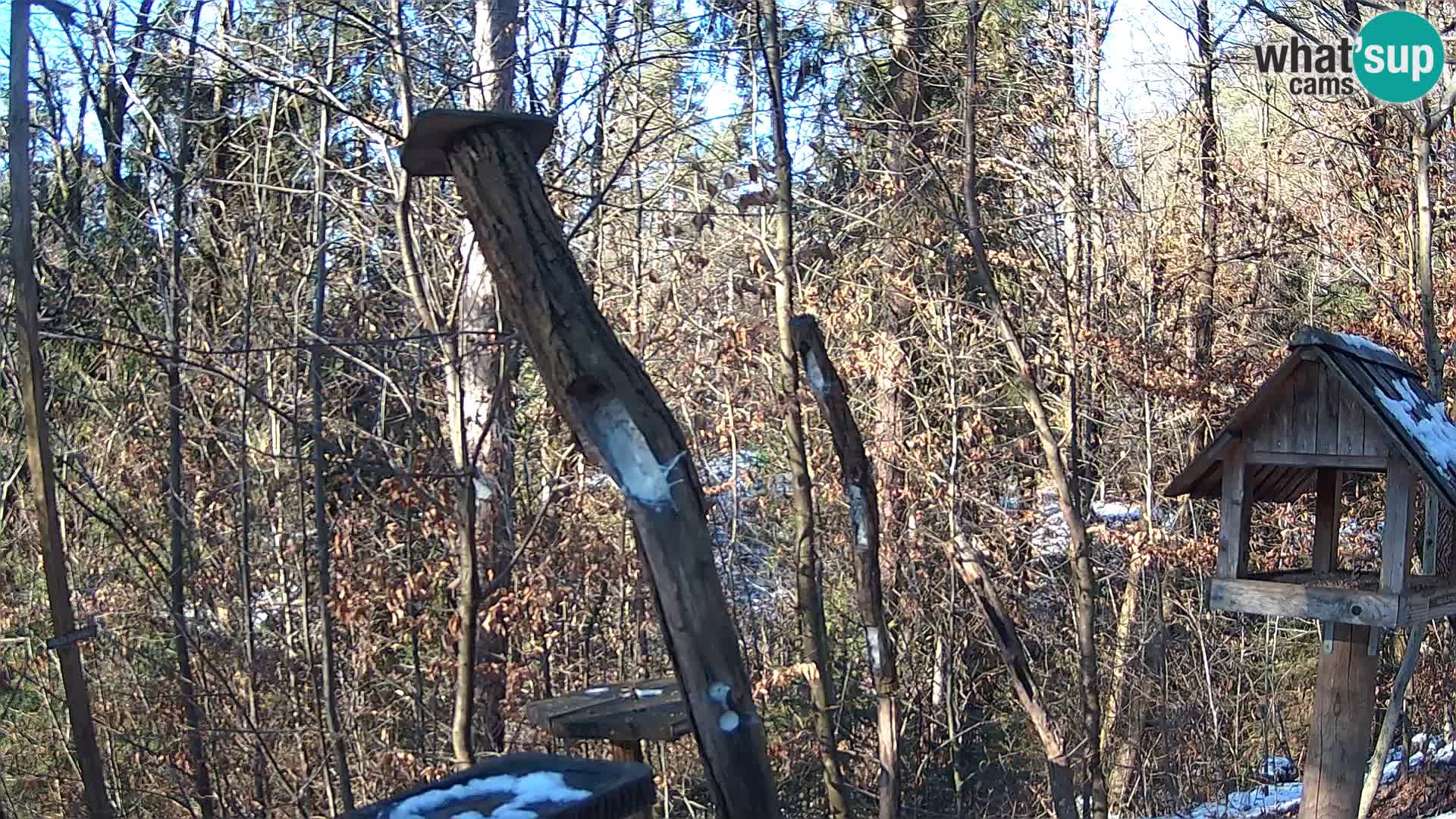 Bird feeders at ZOO Ljubljana webcam