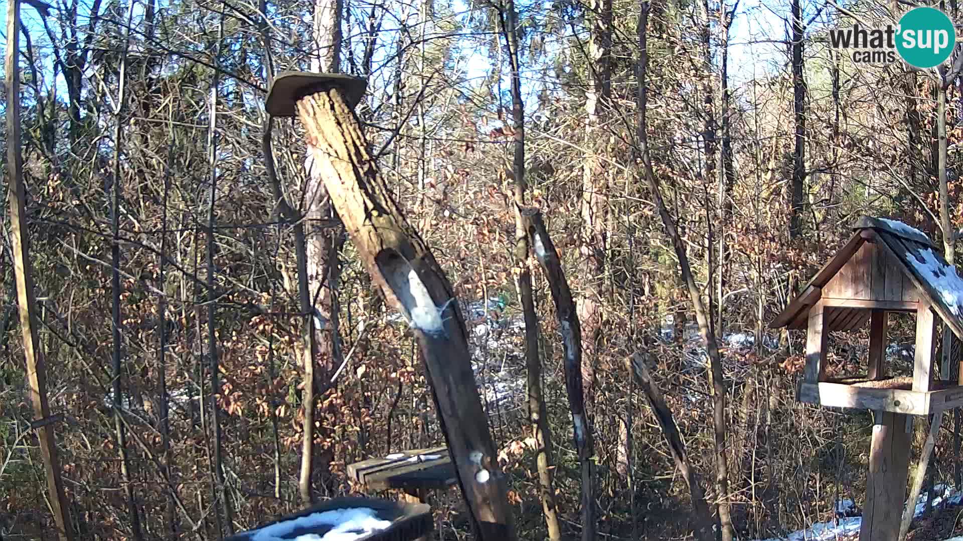 Bird feeders at ZOO Ljubljana webcam