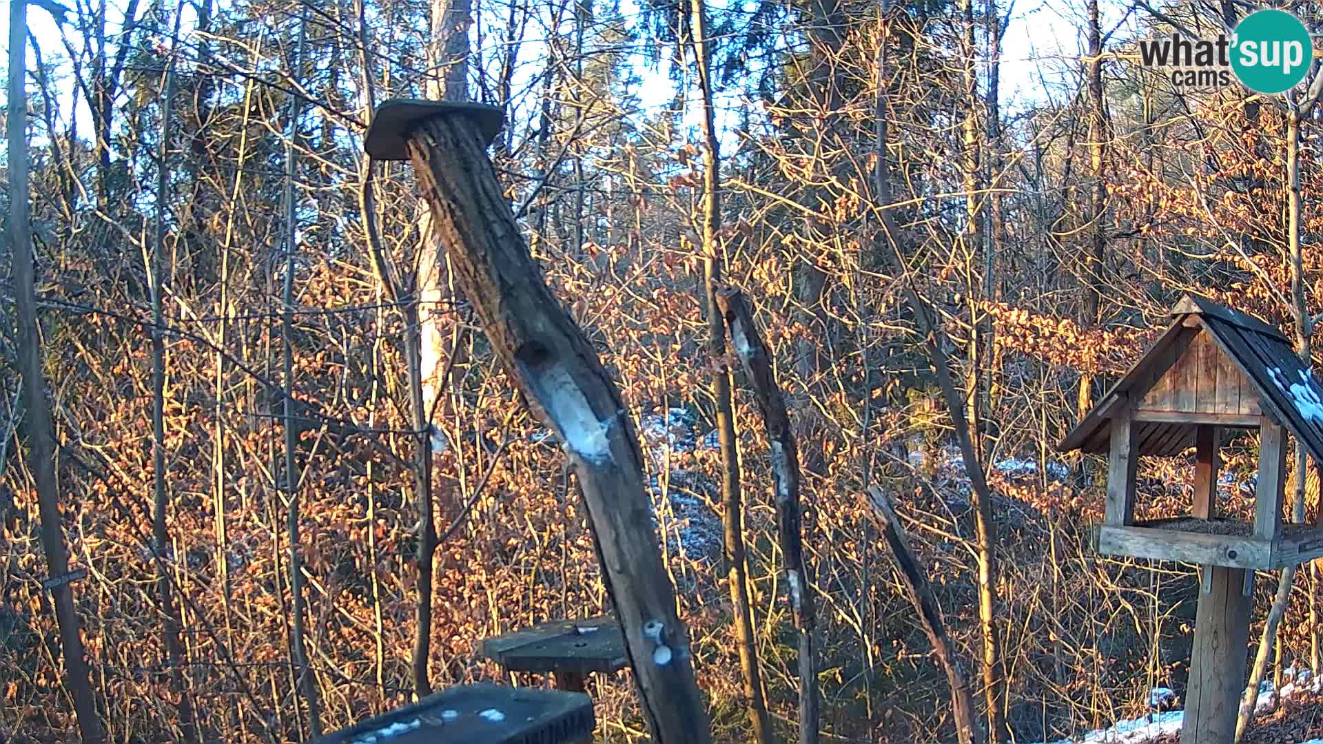 Krmilnice za ptiče v ZOO Ljubljana spletna kamera