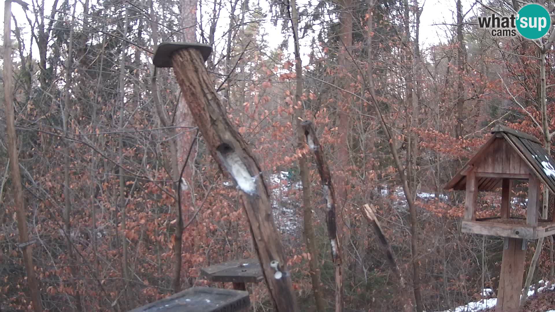 Vogelfutterhäuschen im ZOO webcam Ljubljana