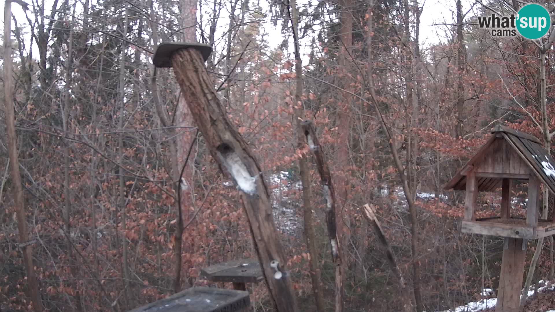 Krmilnice za ptiče v ZOO Ljubljana spletna kamera