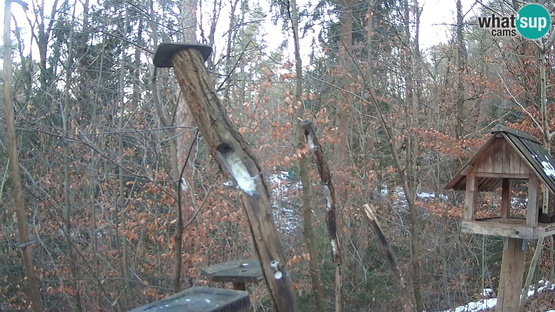 Mangeoires pour oiseaux au ZOO live webcam Ljubljana