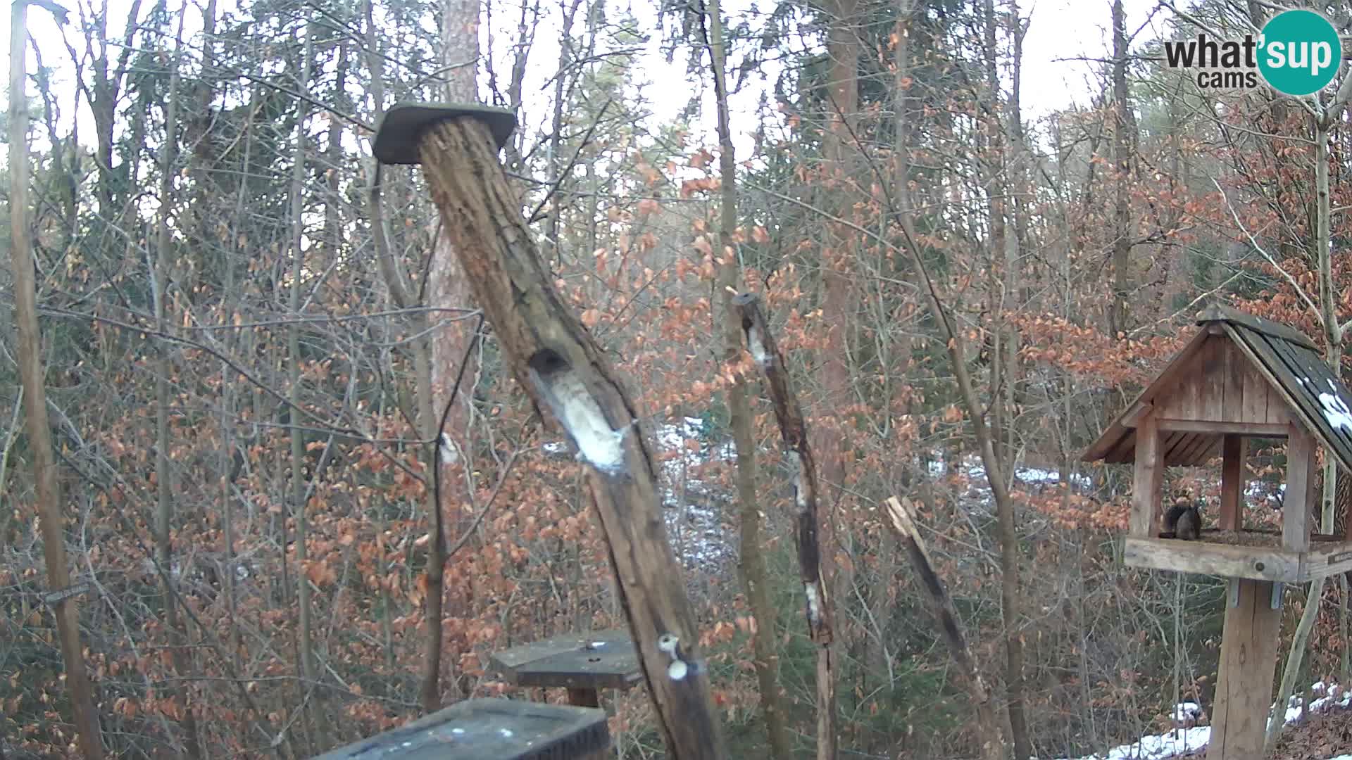 Vogelfutterhäuschen im ZOO webcam Ljubljana