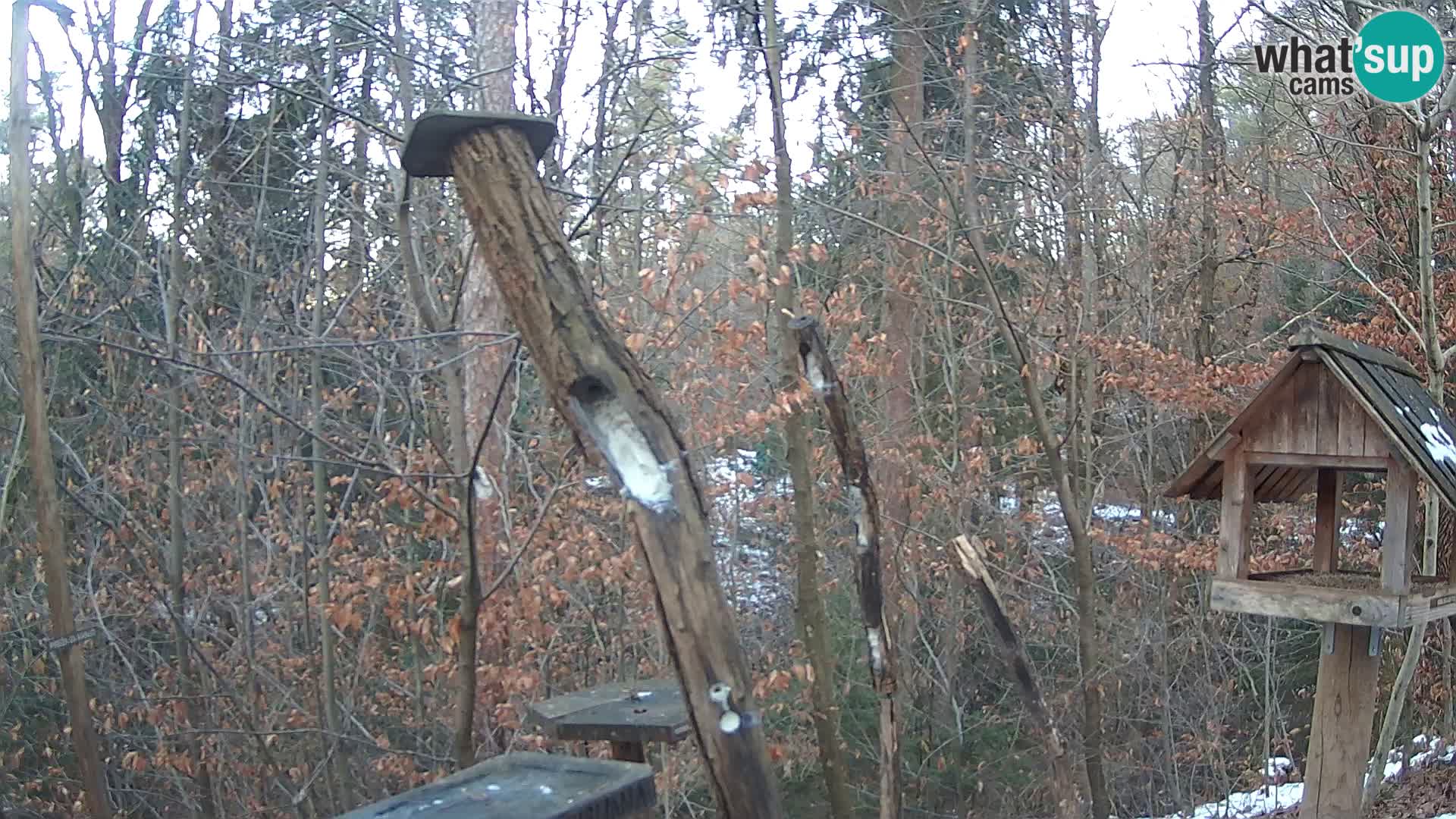 Mangeoires pour oiseaux au ZOO live webcam Ljubljana