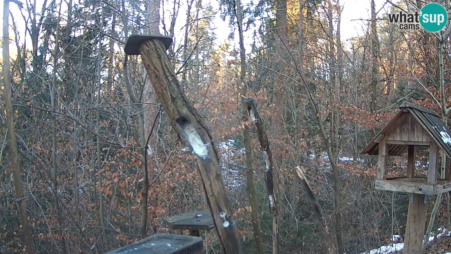 Bird feeders at ZOO Ljubljana webcam