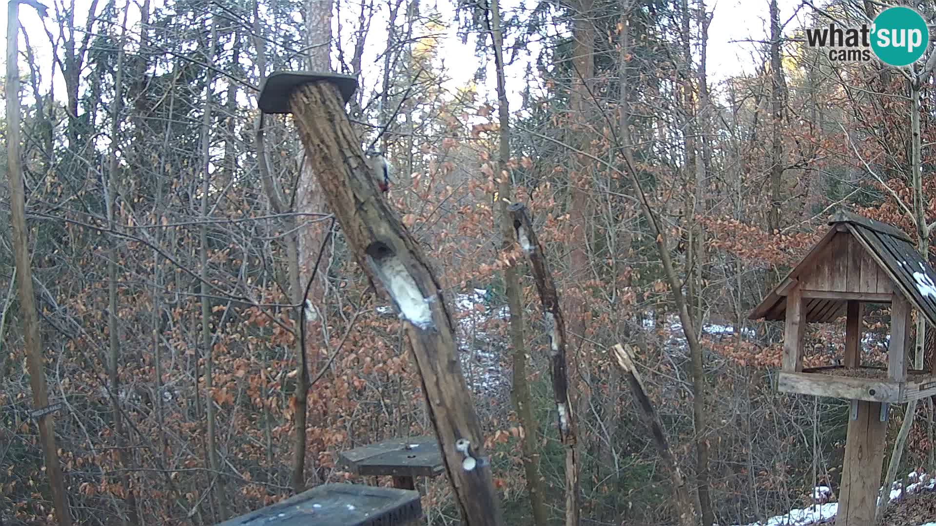 Mangeoires pour oiseaux au ZOO live webcam Ljubljana