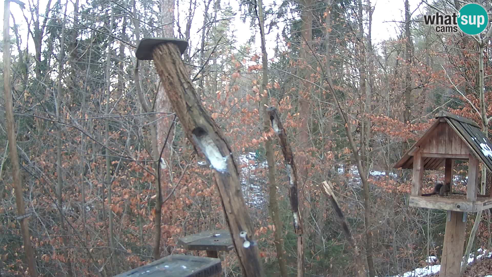 Bird feeders at ZOO Ljubljana webcam