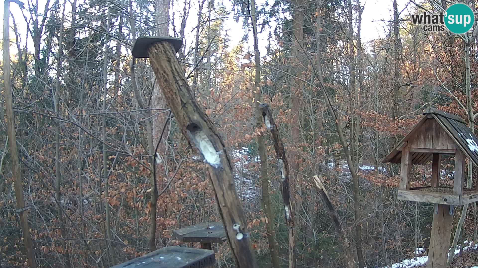 Mangeoires pour oiseaux au ZOO live webcam Ljubljana