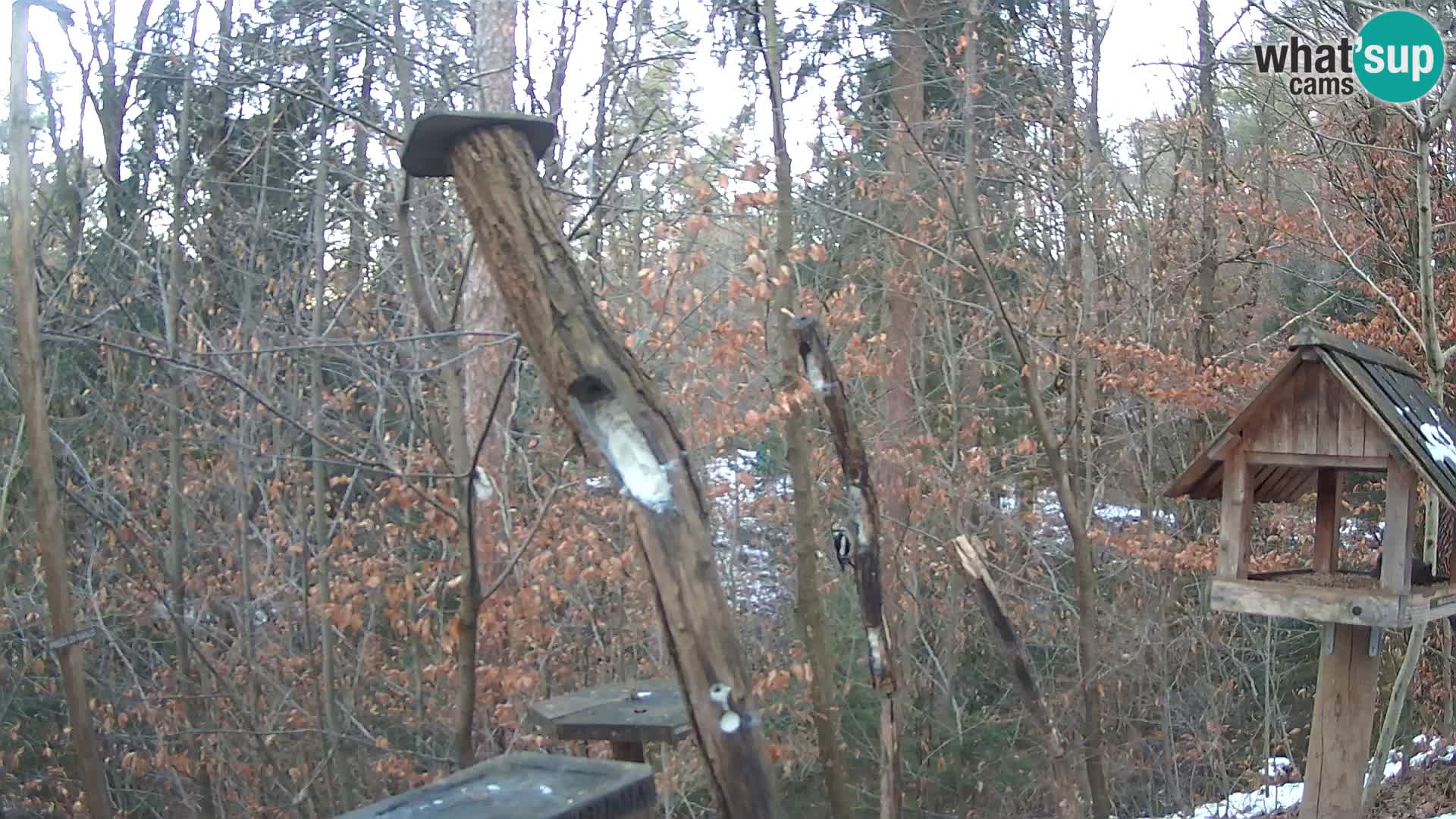 Comederos para pájaros en ZOO Ljubljana camera en vivo