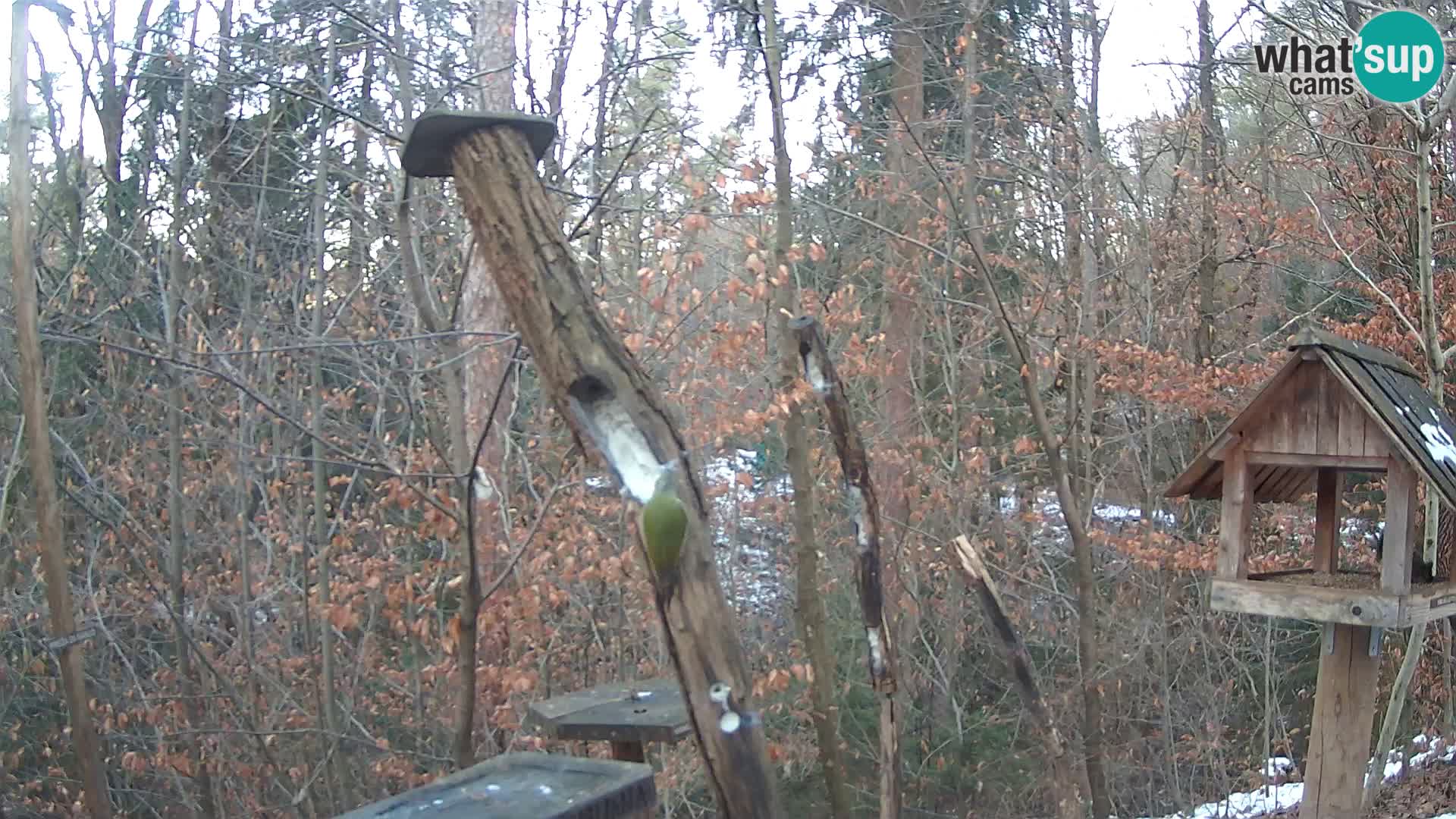 Comederos para pájaros en ZOO Ljubljana camera en vivo