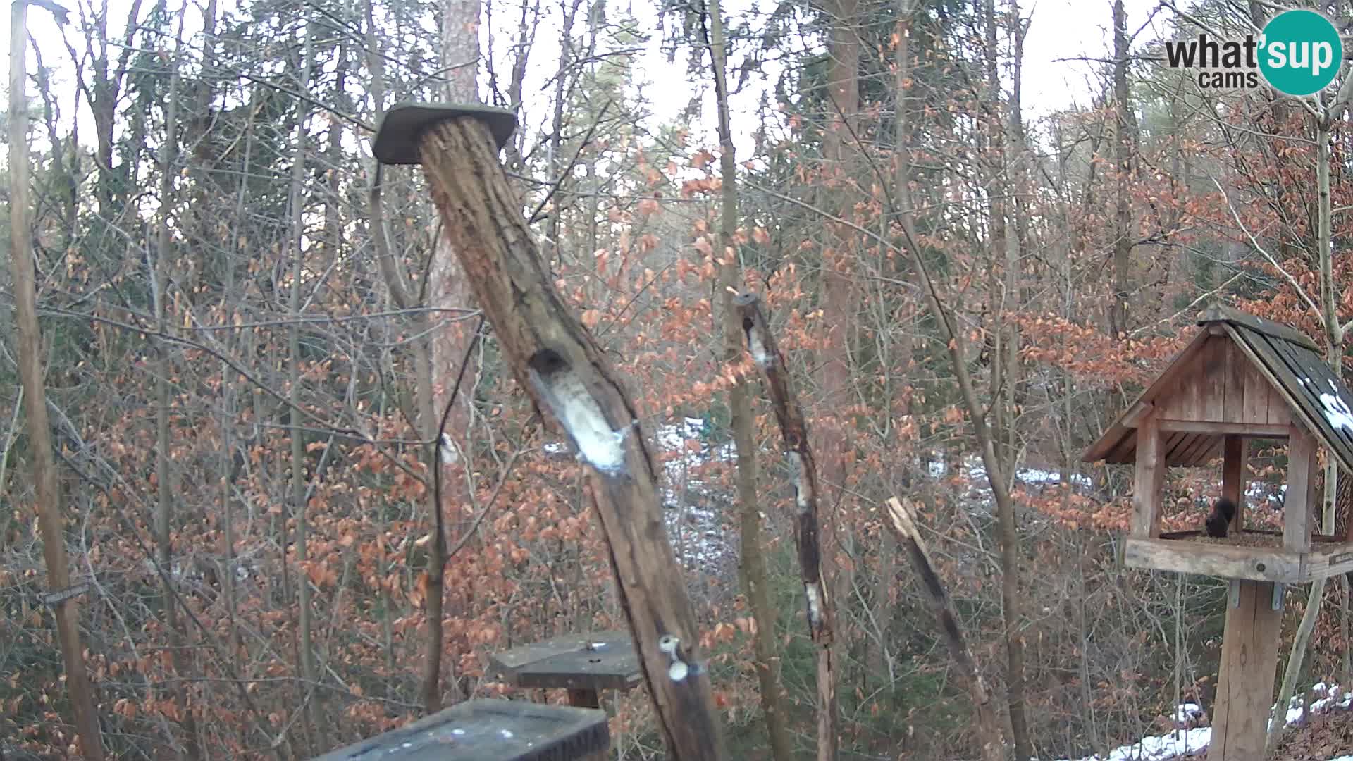 Bird feeders at ZOO Ljubljana webcam