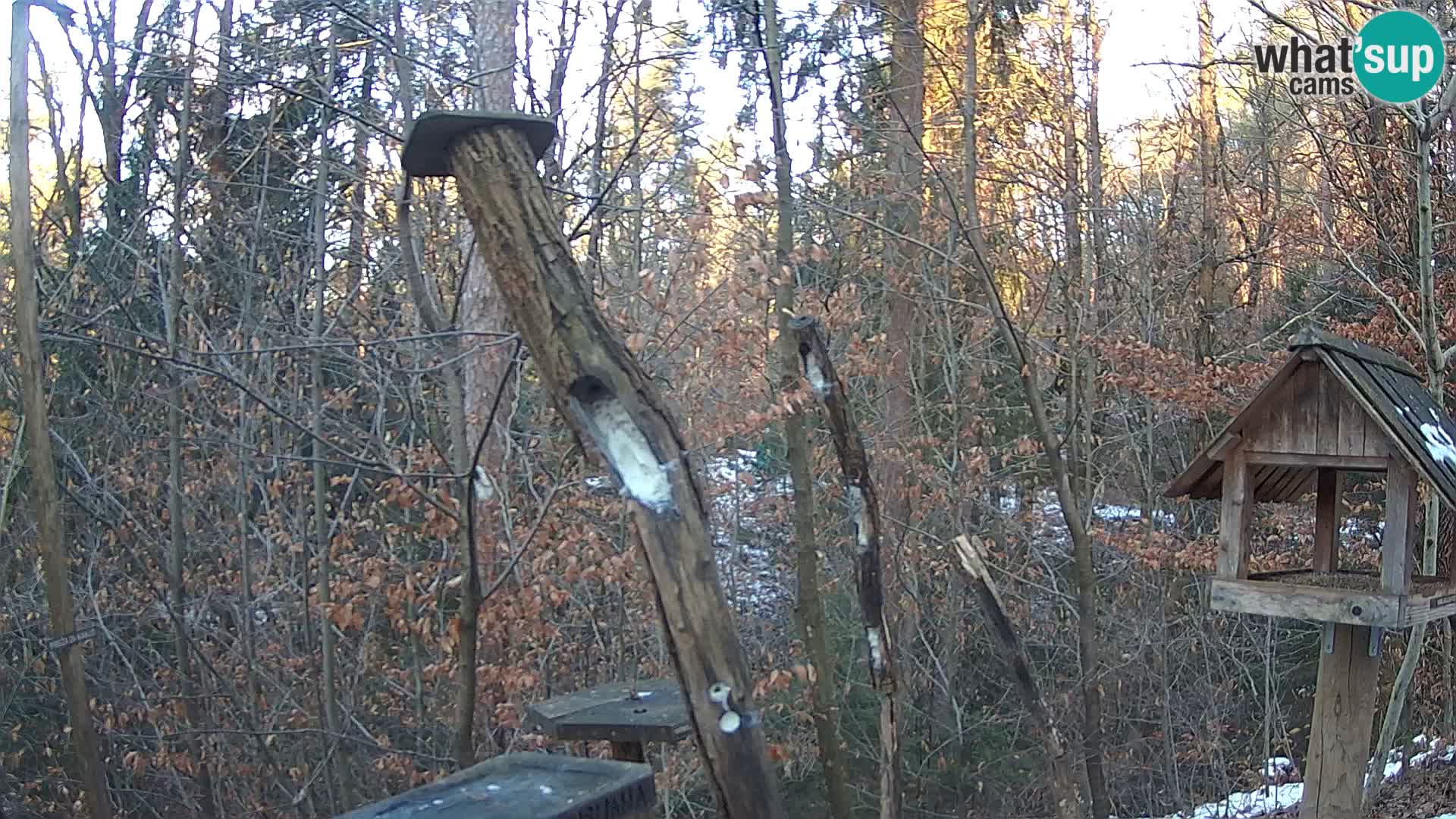 Comederos para pájaros en ZOO Ljubljana camera en vivo