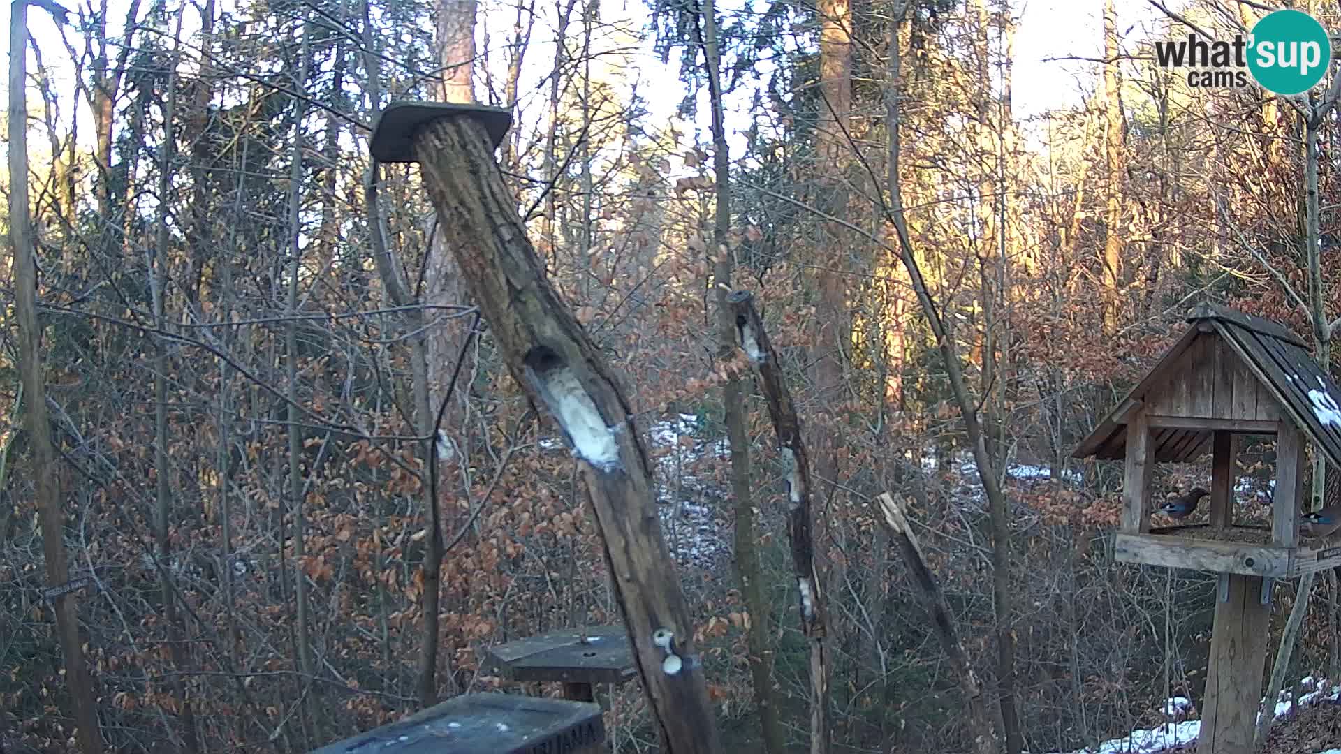 Bird feeders at ZOO Ljubljana webcam