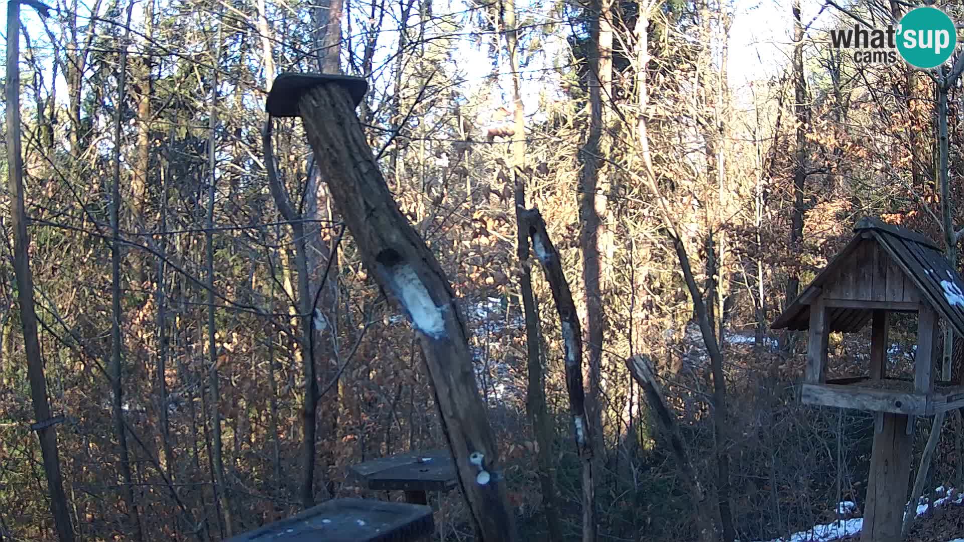 Bird feeders at ZOO Ljubljana webcam