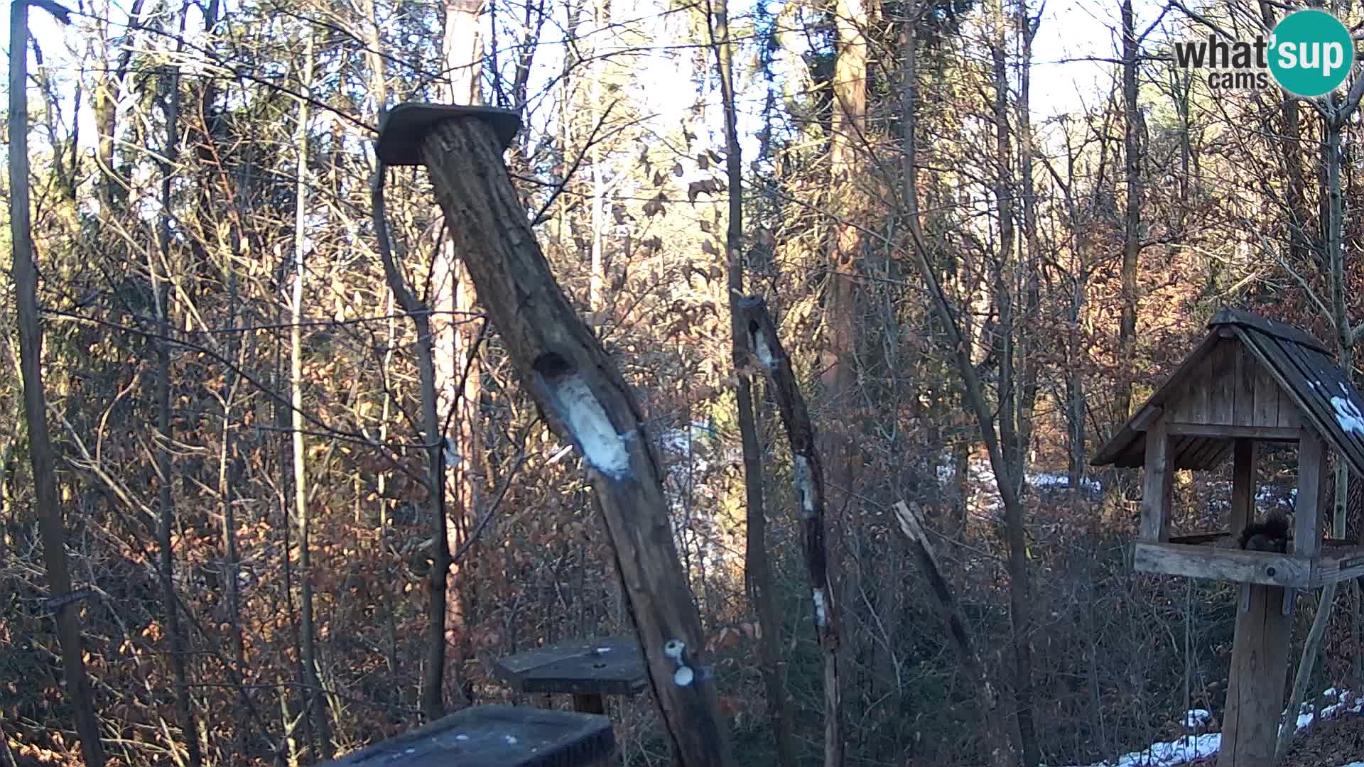 Bird feeders at ZOO Ljubljana webcam