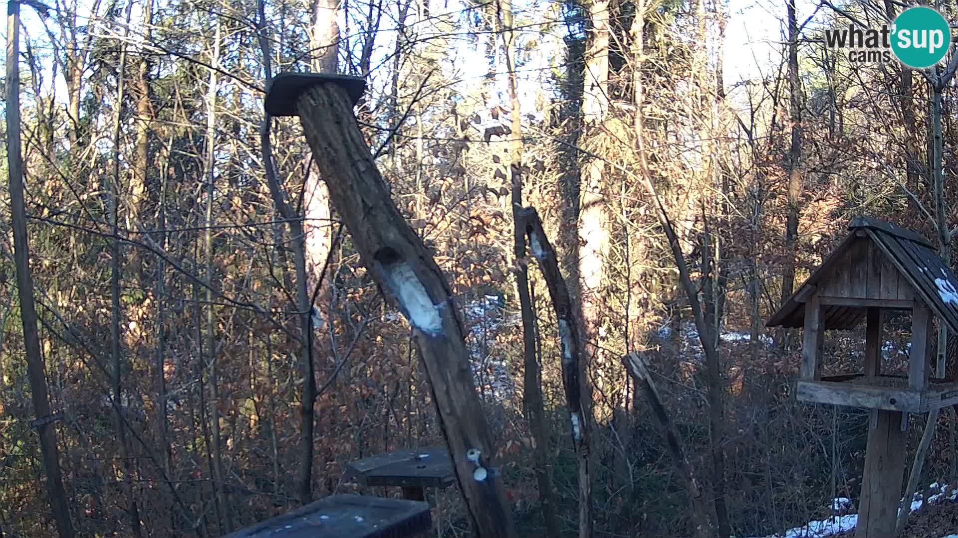 Bird feeders at ZOO Ljubljana webcam