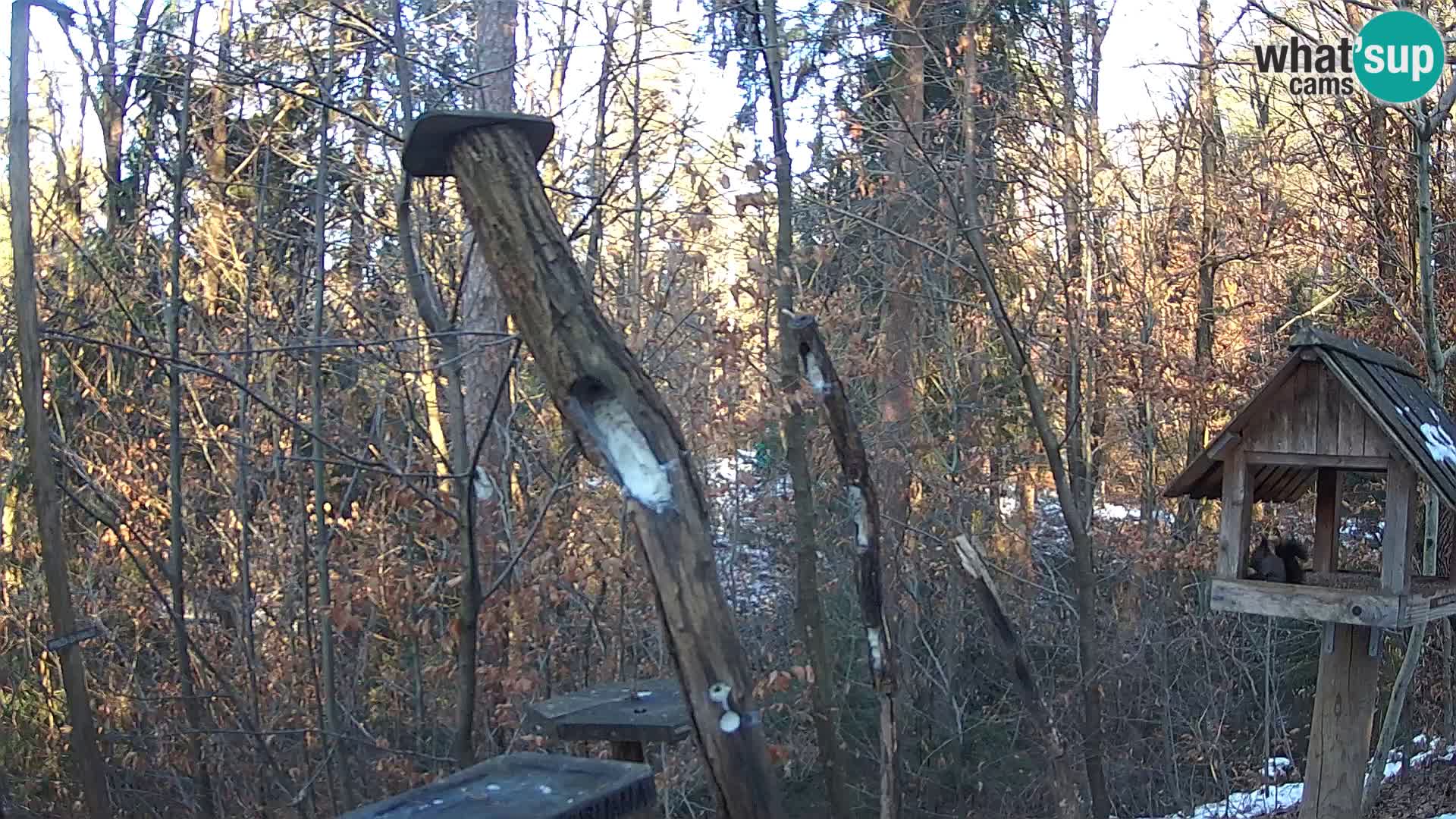 Mangeoires pour oiseaux au ZOO live webcam Ljubljana