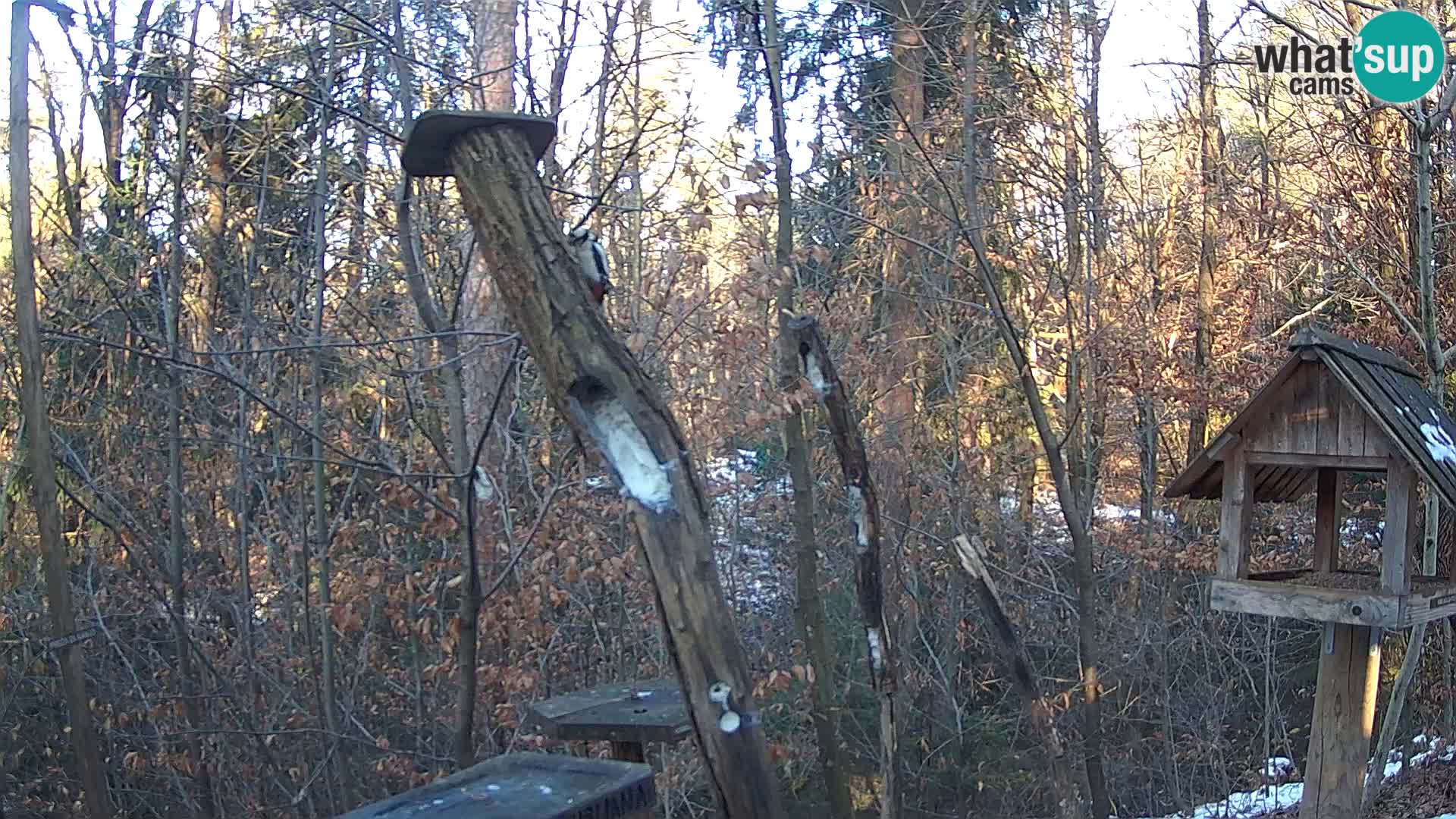 Mangeoires pour oiseaux au ZOO live webcam Ljubljana