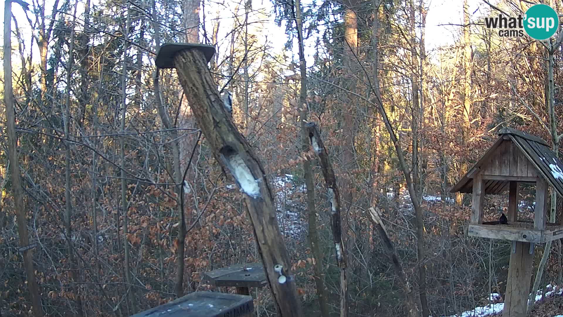 Krmilnice za ptiče v ZOO Ljubljana spletna kamera