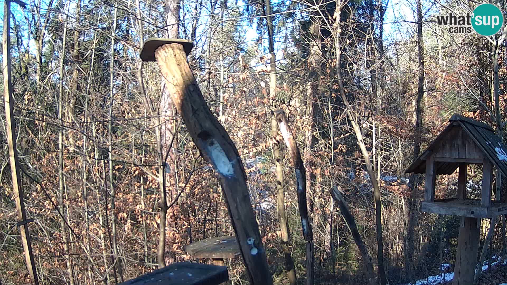 Mangeoires pour oiseaux au ZOO live webcam Ljubljana