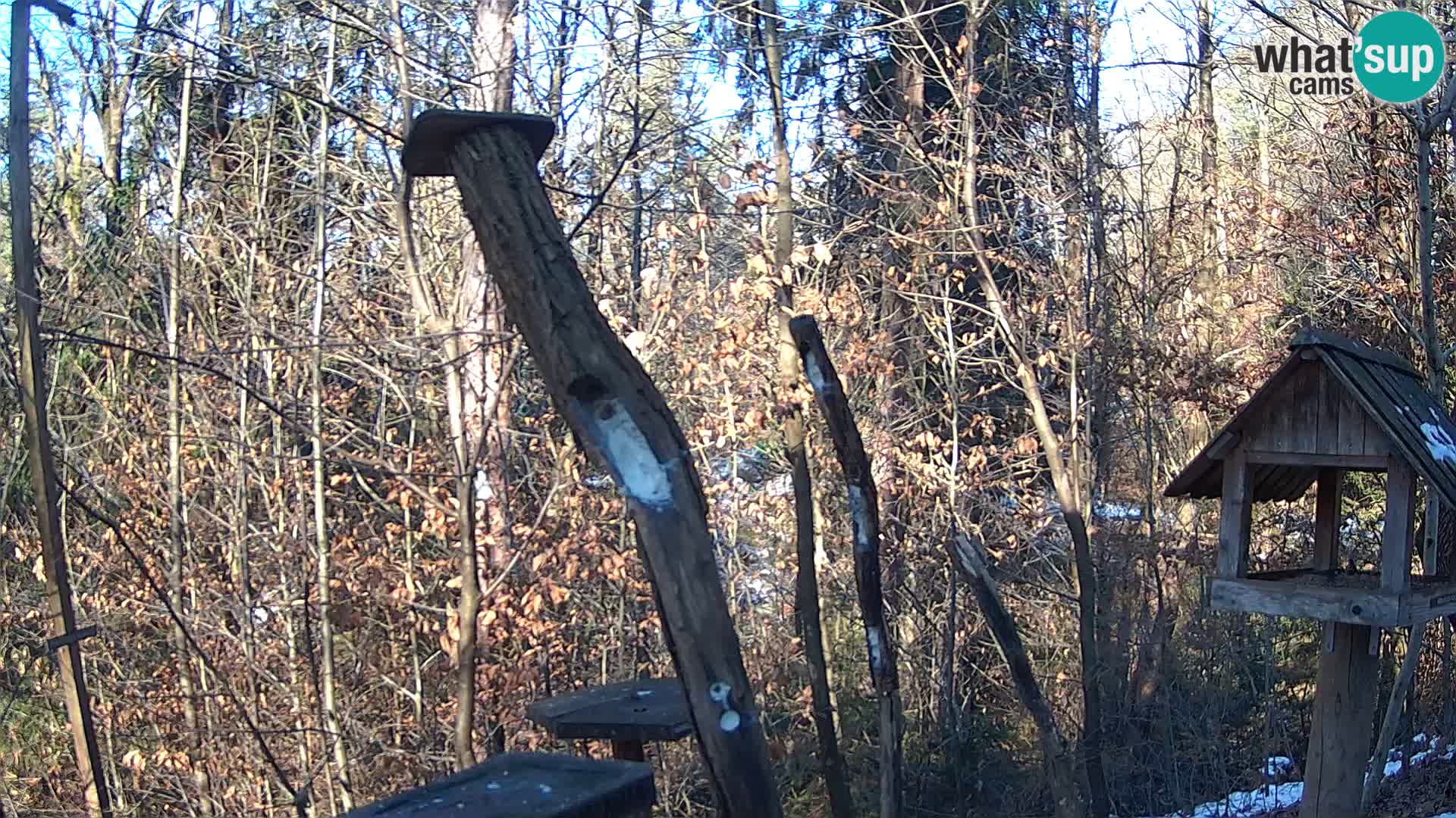 Bird feeders at ZOO Ljubljana webcam