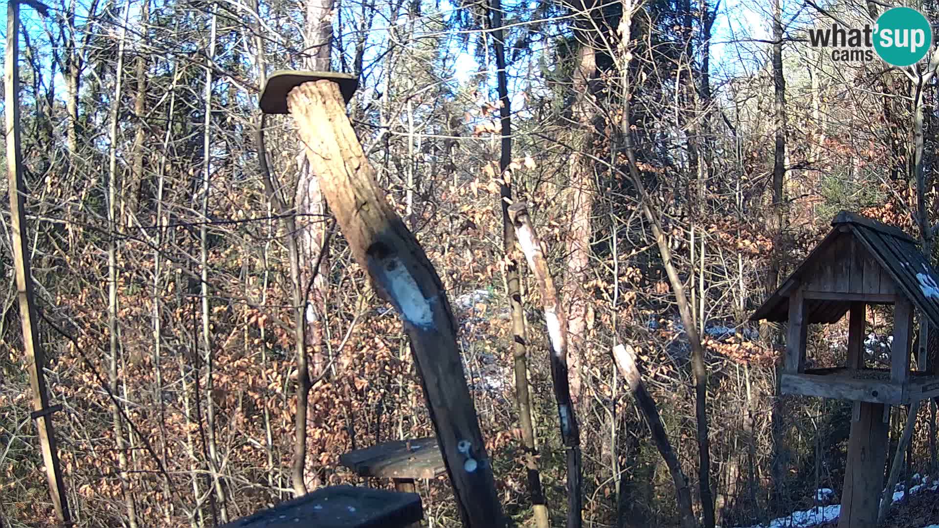 Mangeoires pour oiseaux au ZOO live webcam Ljubljana