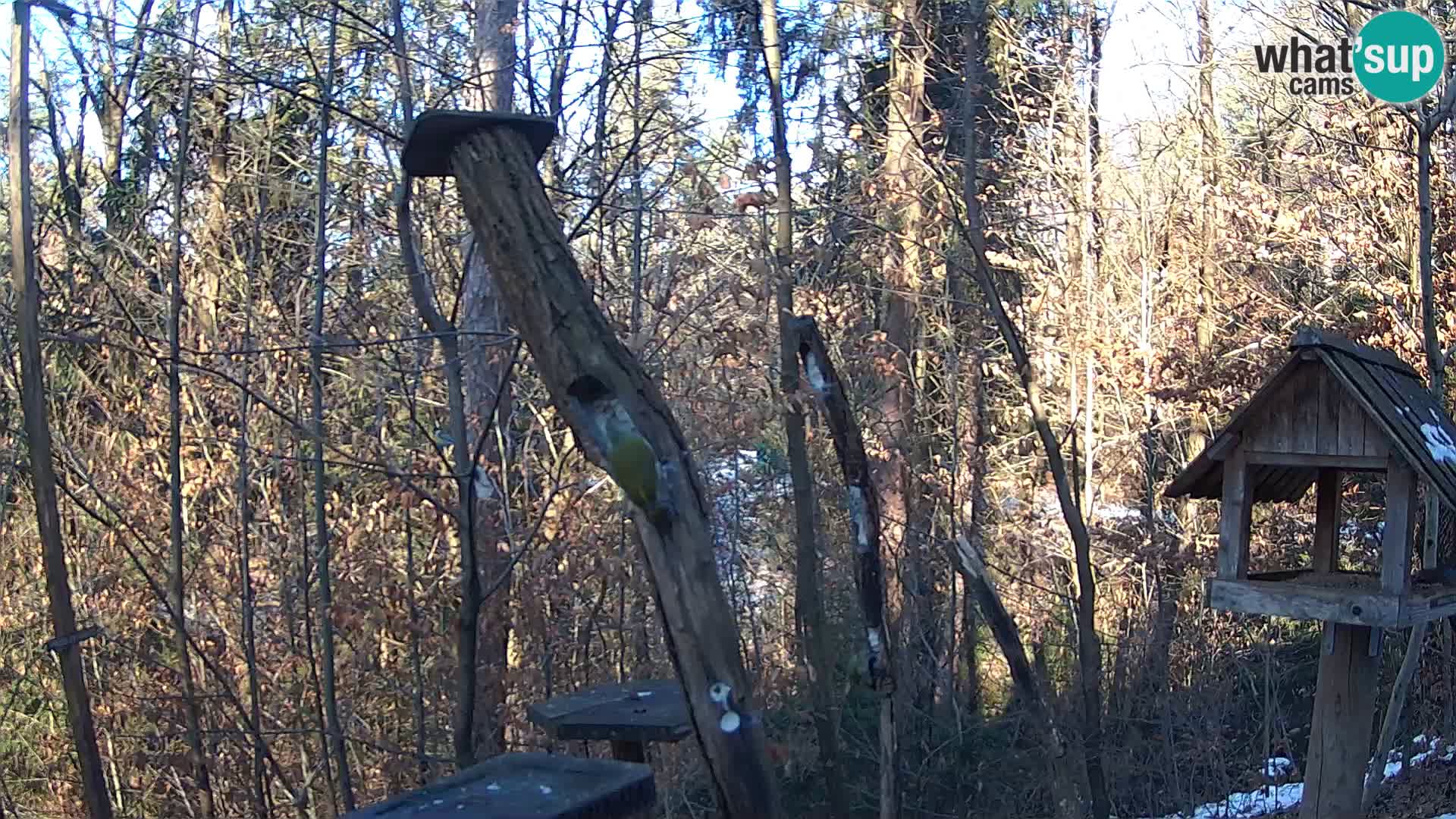 Bird feeders at ZOO Ljubljana webcam