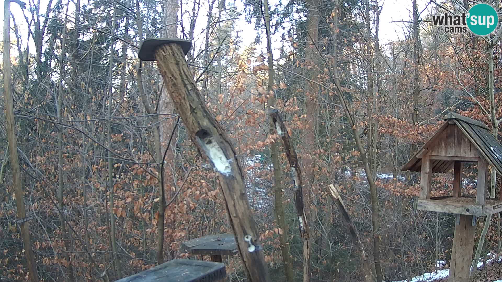 Bird feeders at ZOO Ljubljana webcam