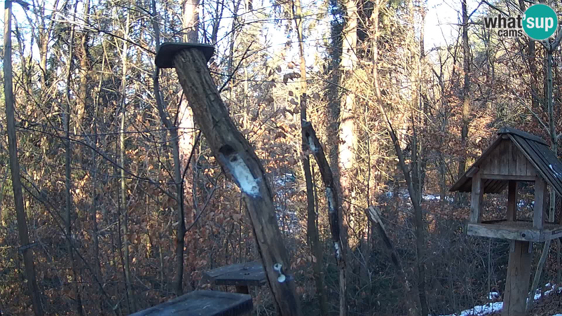 Bird feeders at ZOO Ljubljana webcam